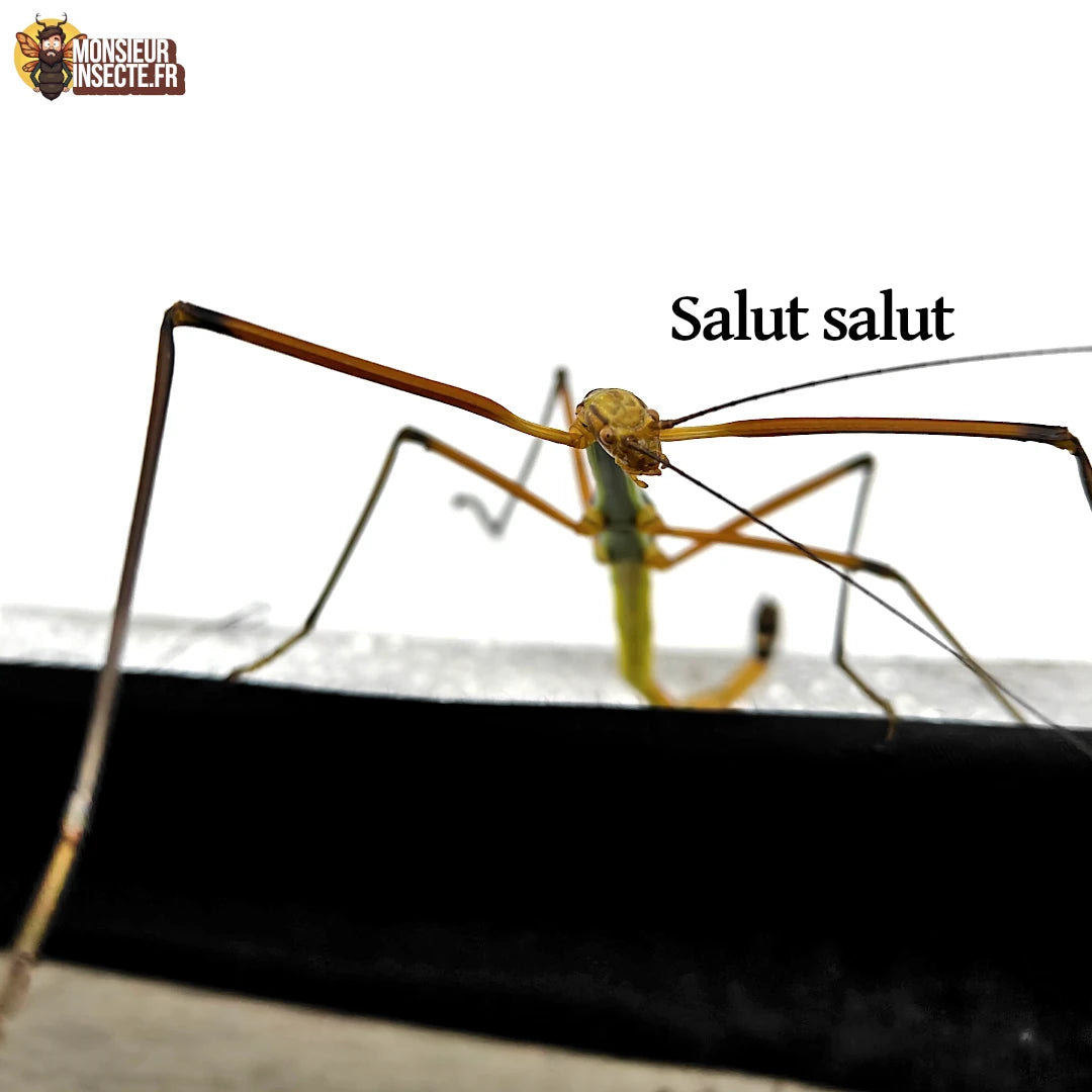 Phasme | Lopaphus sp cuc phuong