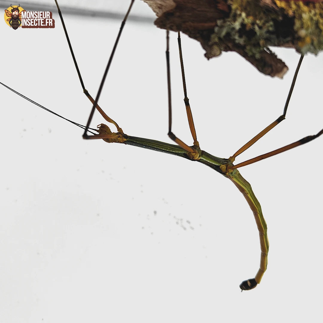 Phasme | Lopaphus sp cuc phuong