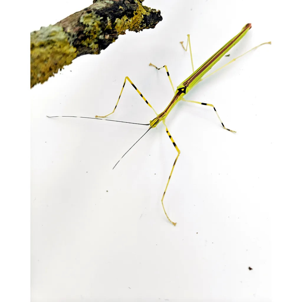 Phasme | Necroscia annulipes 1