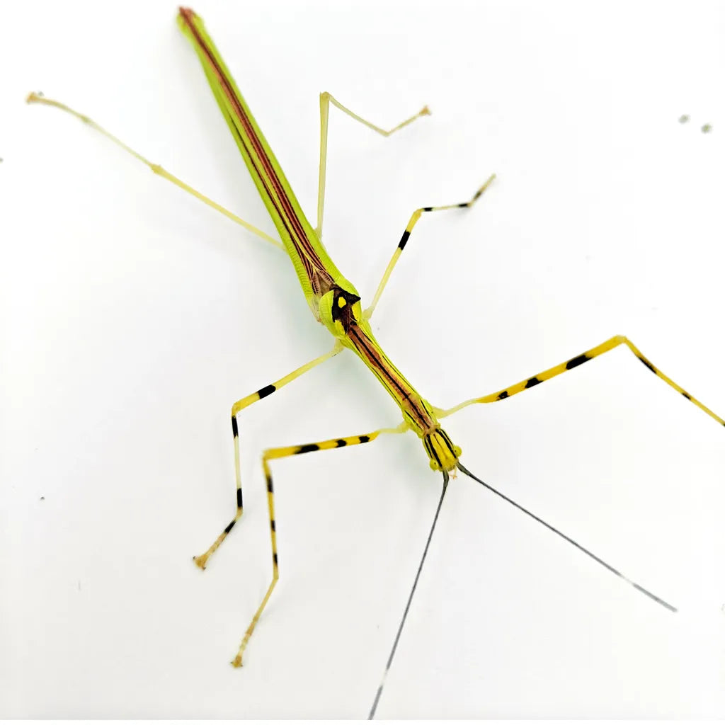 Phasme | Necroscia annulipes 2