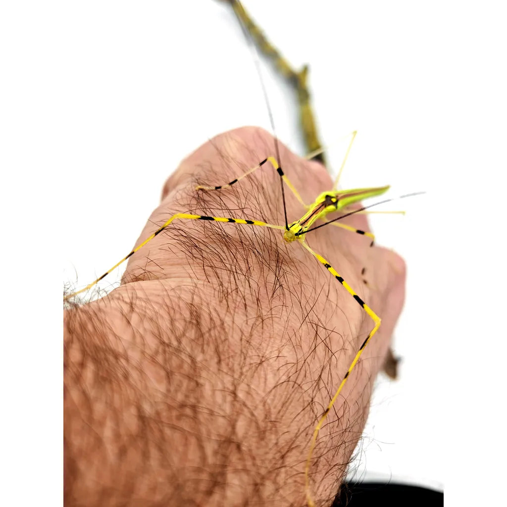 Phasme | Necroscia annulipes 3