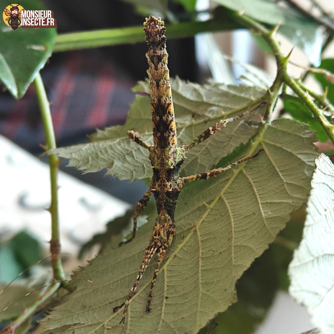 Phasme Sungaya inexpectata à vendre