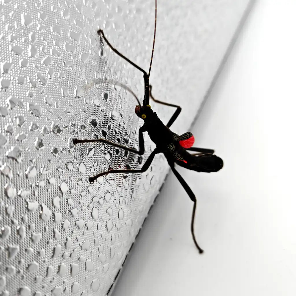 Phasme du Pérou - Phasme Peruphasma schultei - Monsieur Insecte