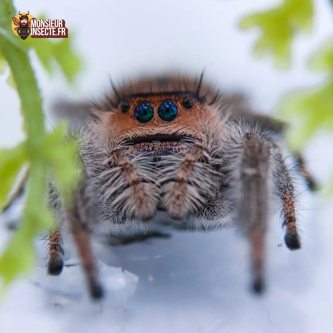 Kit élevage | Araignée