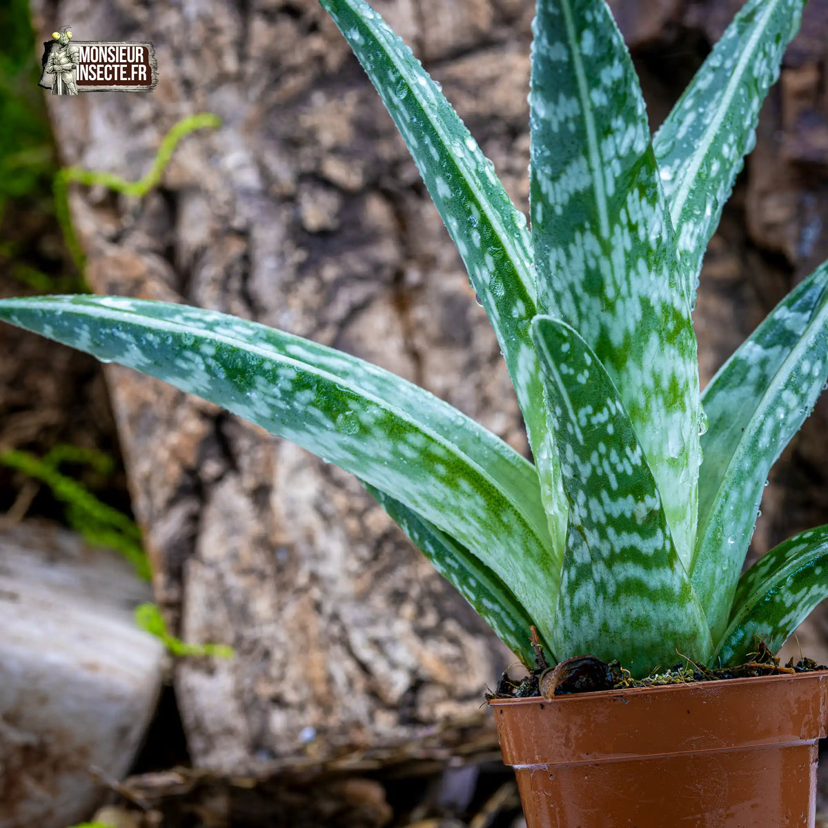 achat-aloe-varigata-1