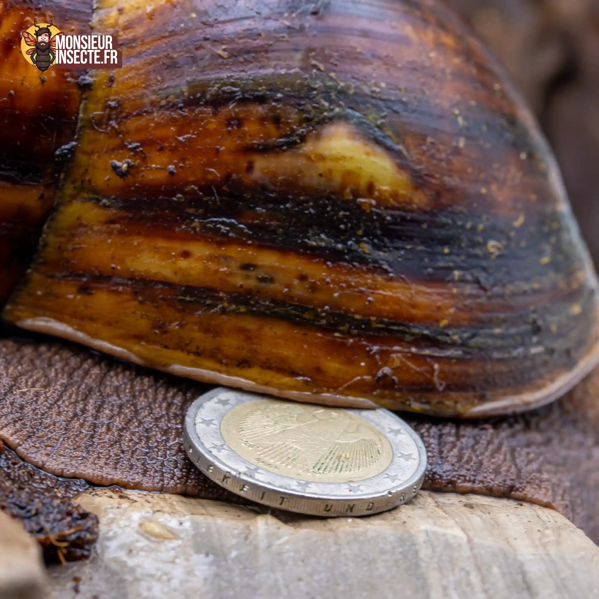 achat-archachatina-marginata-ovum-3