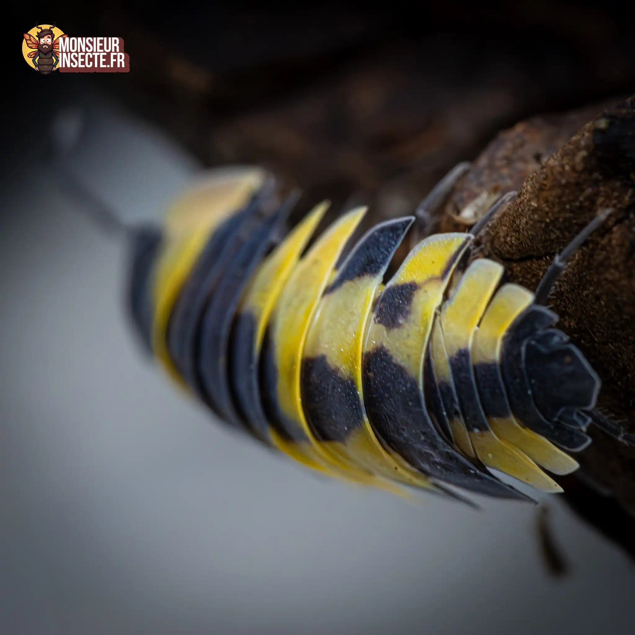 achat-ardentiella-sp.-yellow-phoenix-1