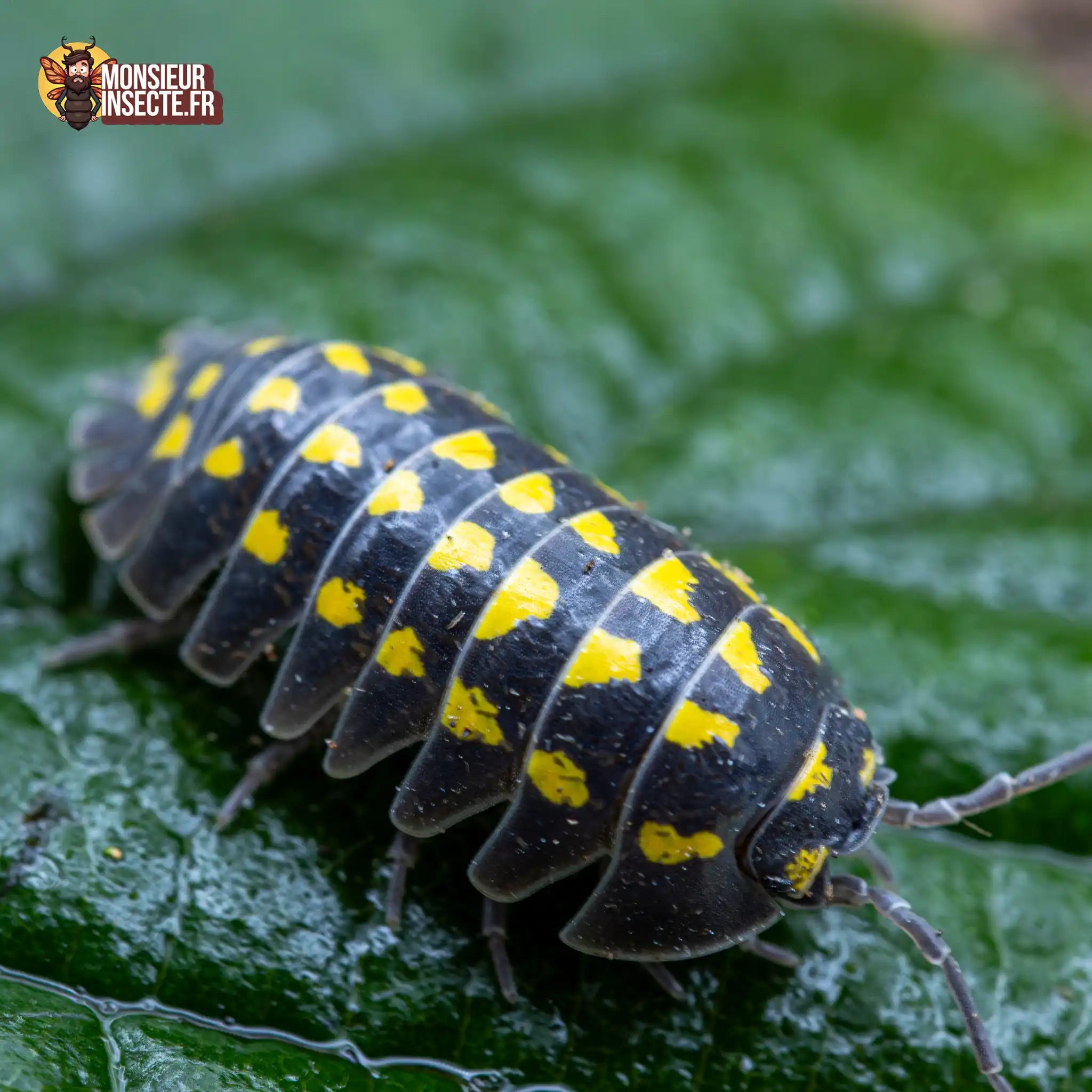 achat-armadillidium-gestroi-11