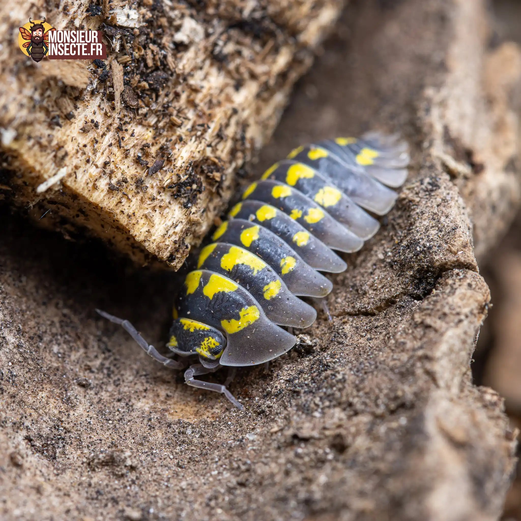 achat-armadillidium-gestroi-3