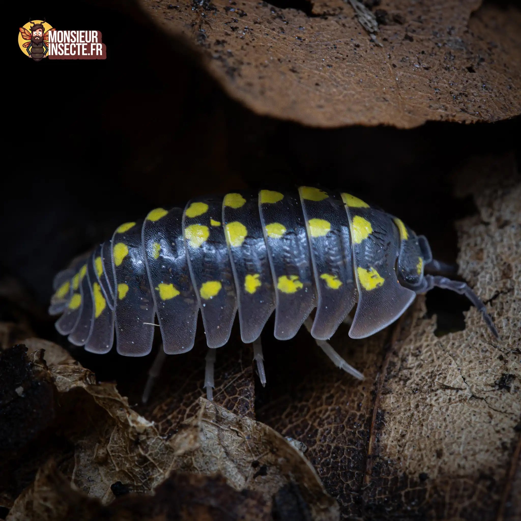 achat-armadillidium-gestroi-giant-2