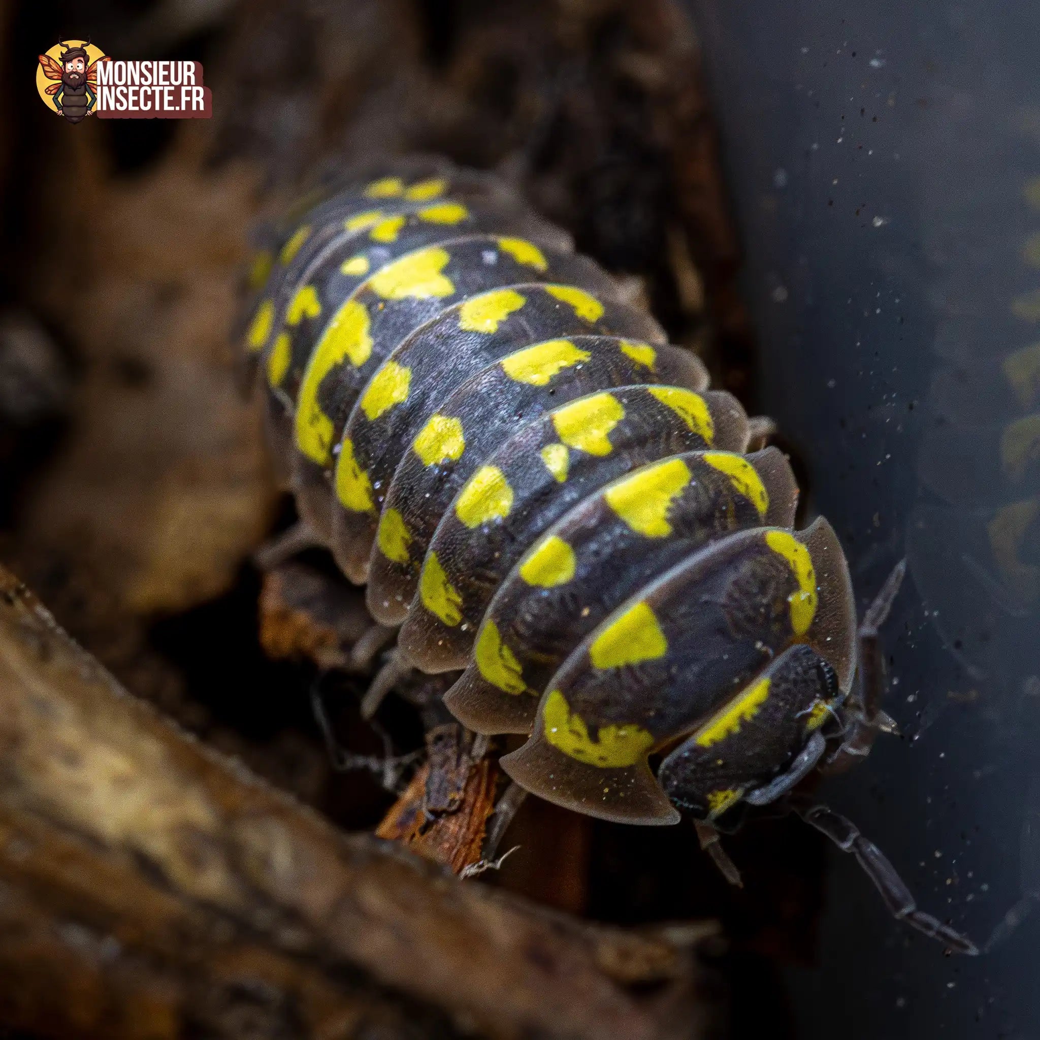 achat-armadillidium-gestroi-giant-3