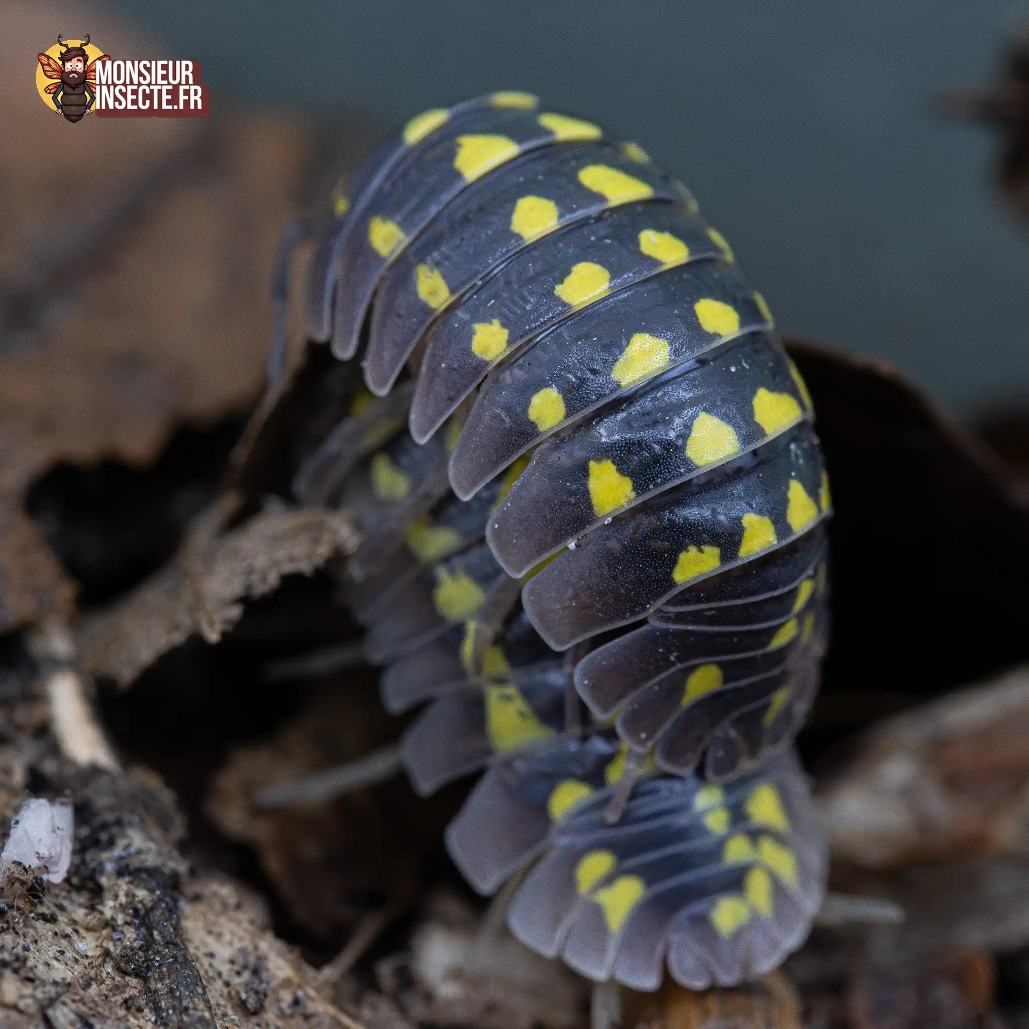 achat-armadillidium-gestroi-giant-4