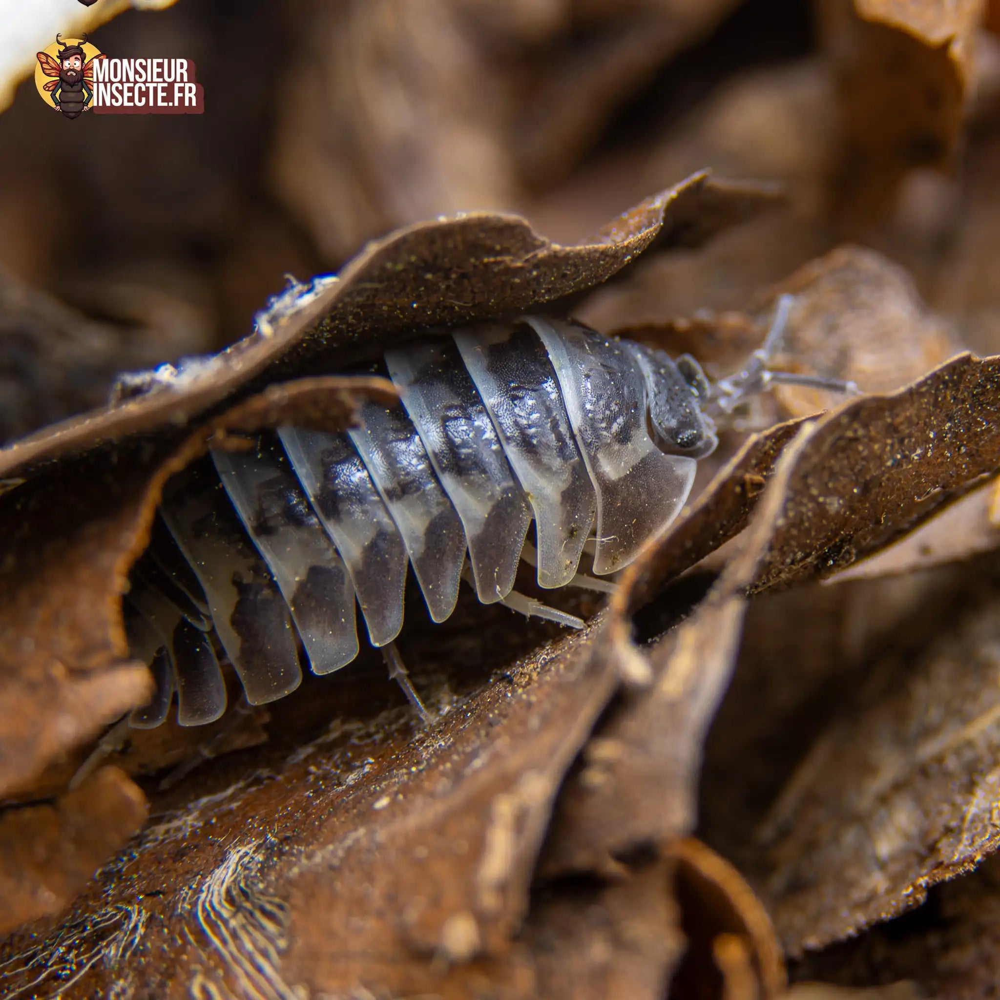 achat-armadillidium-gestroi-milky-way-2