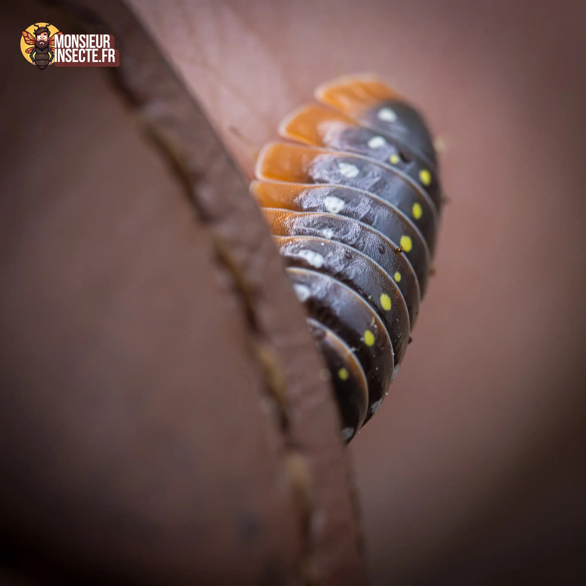 achat-armadillidium-klugi-montenegro-22
