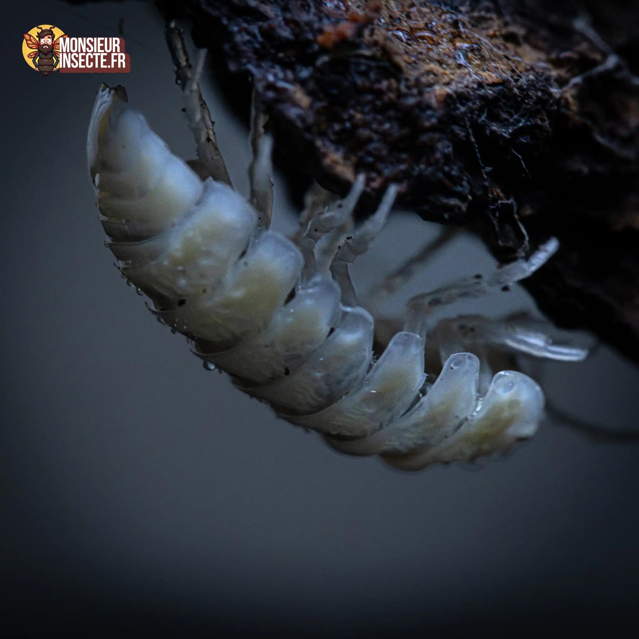 achat-armadillidium-maculatum-champagne-55