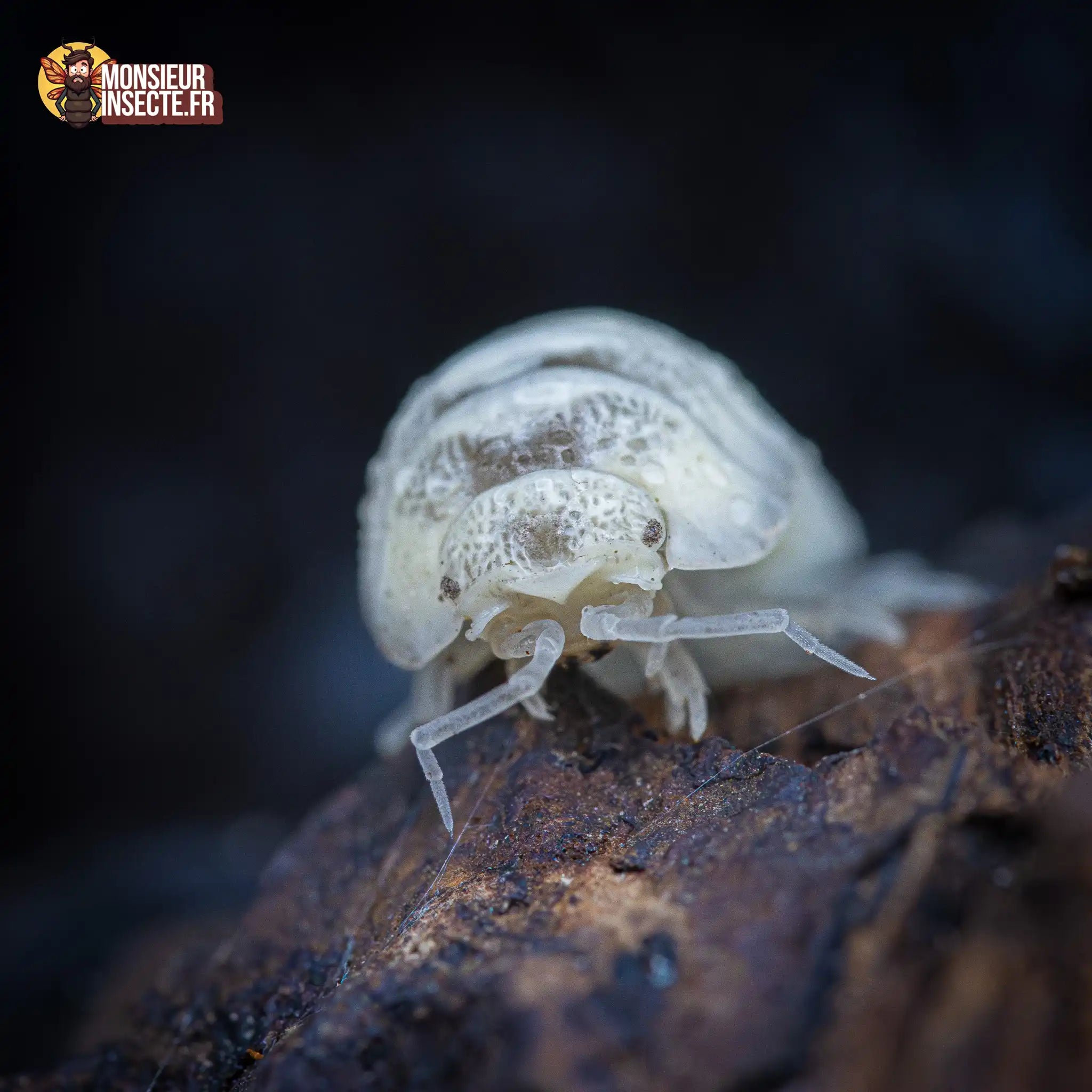 achat-armadillidium-maculatum-champagne-88