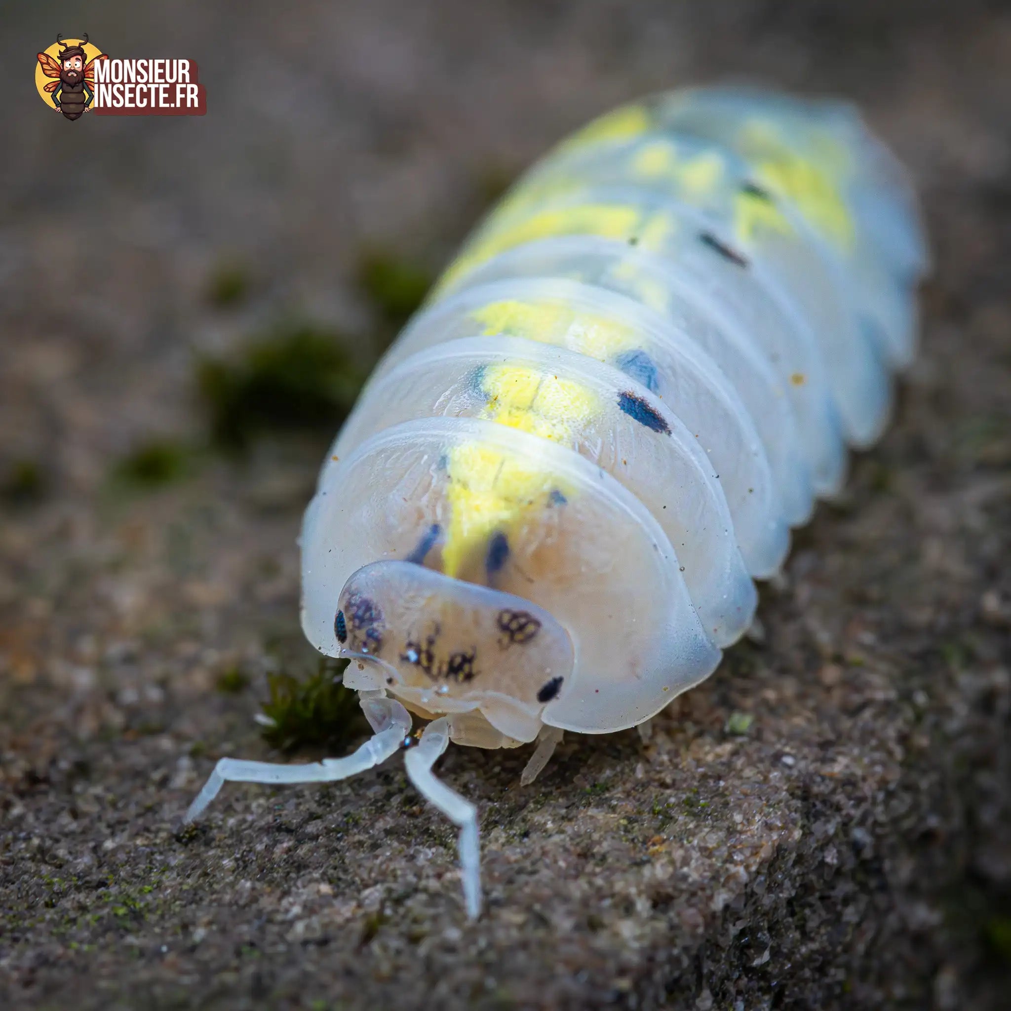 achat-armadillidium-magic-potion-1