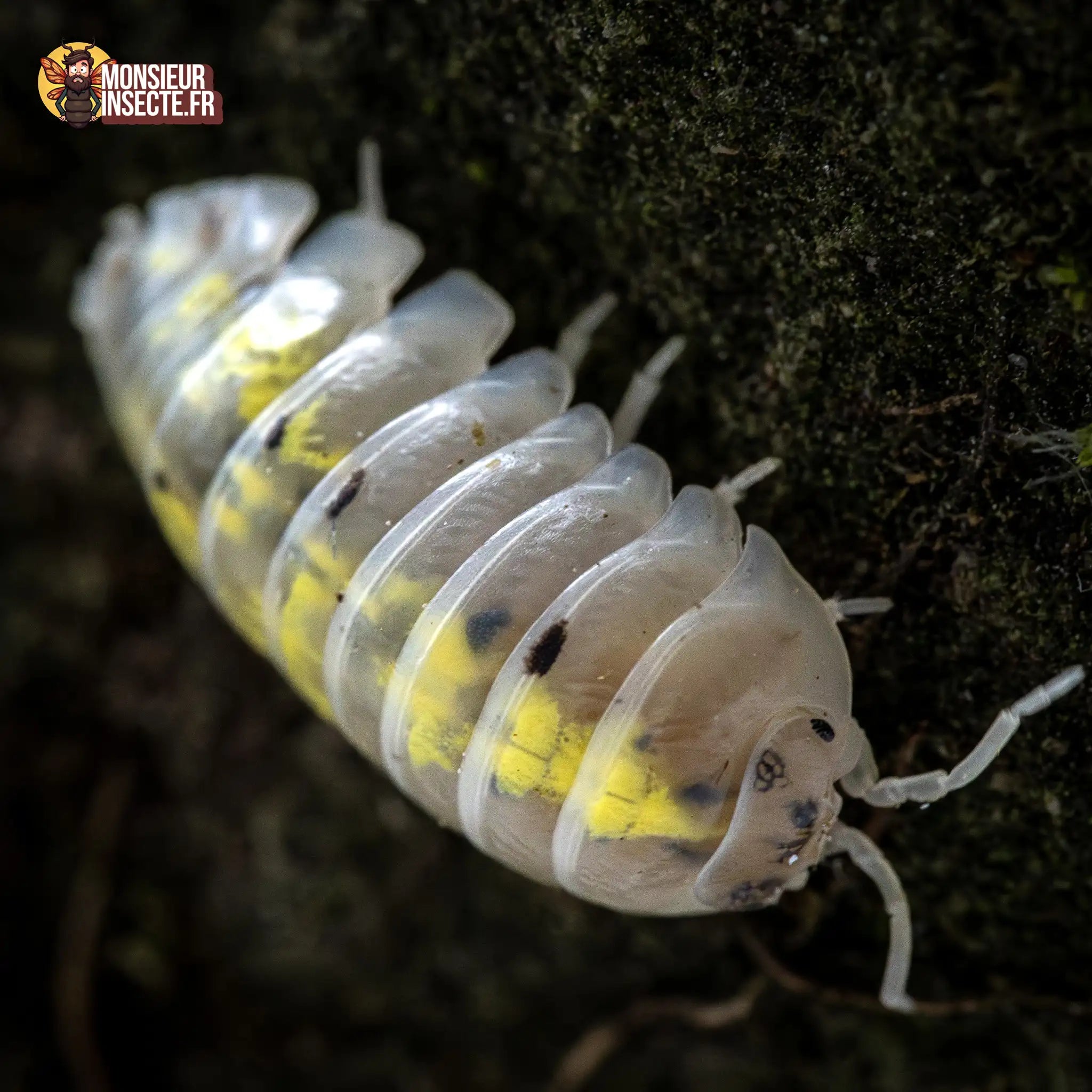 achat-armadillidium-magic-potion-2