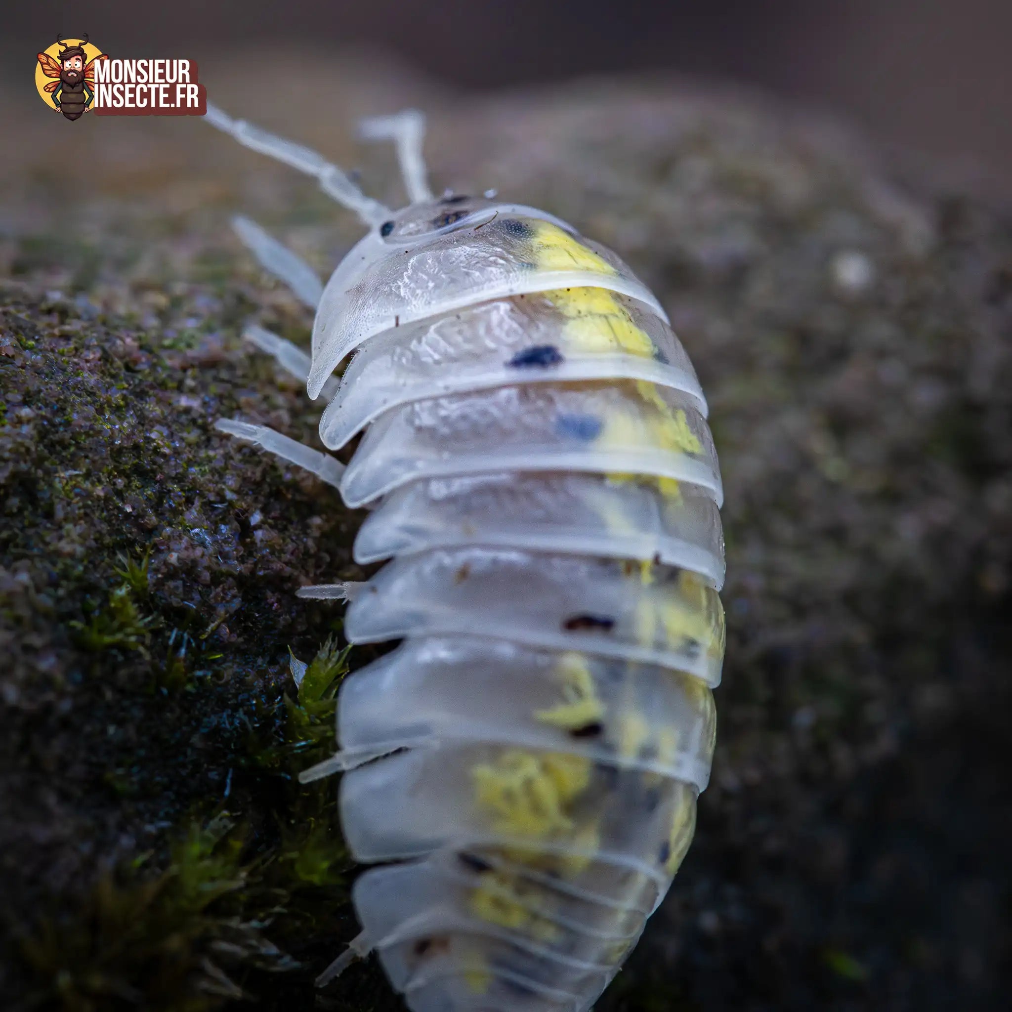 achat-armadillidium-magic-potion-3