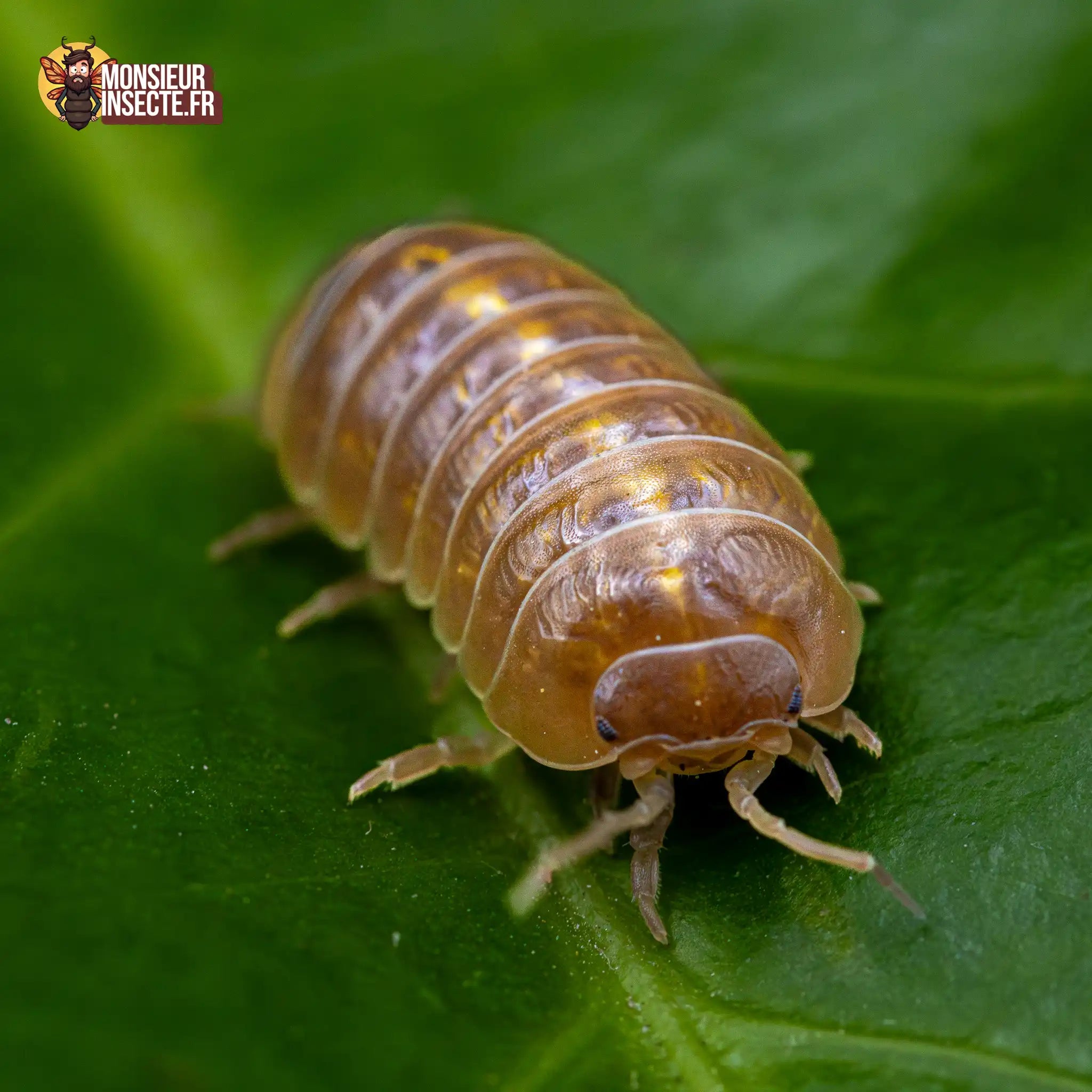 achat-armadillidium-sp.albino-2