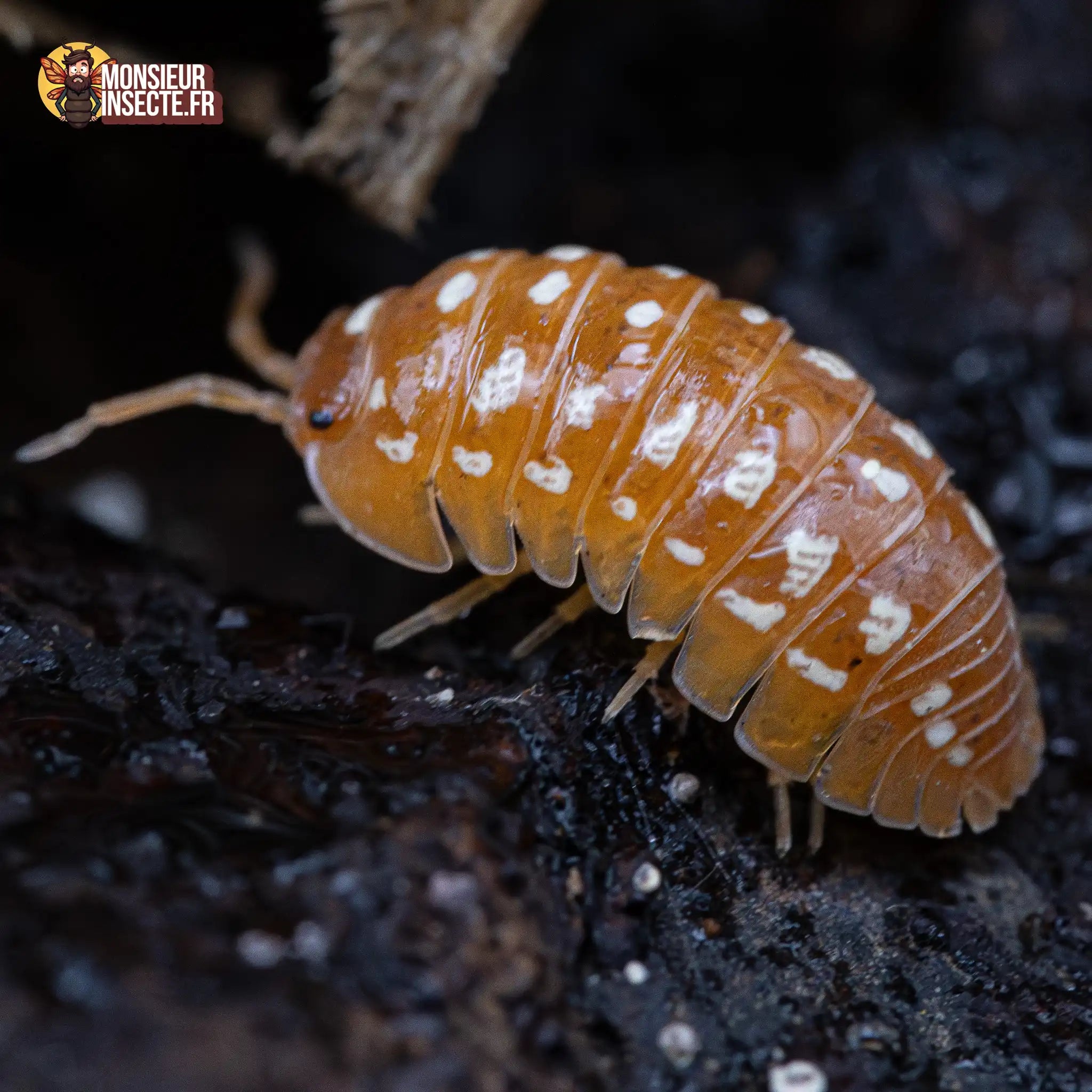 Cloporte Isopode | Armadillidium werneri Orange