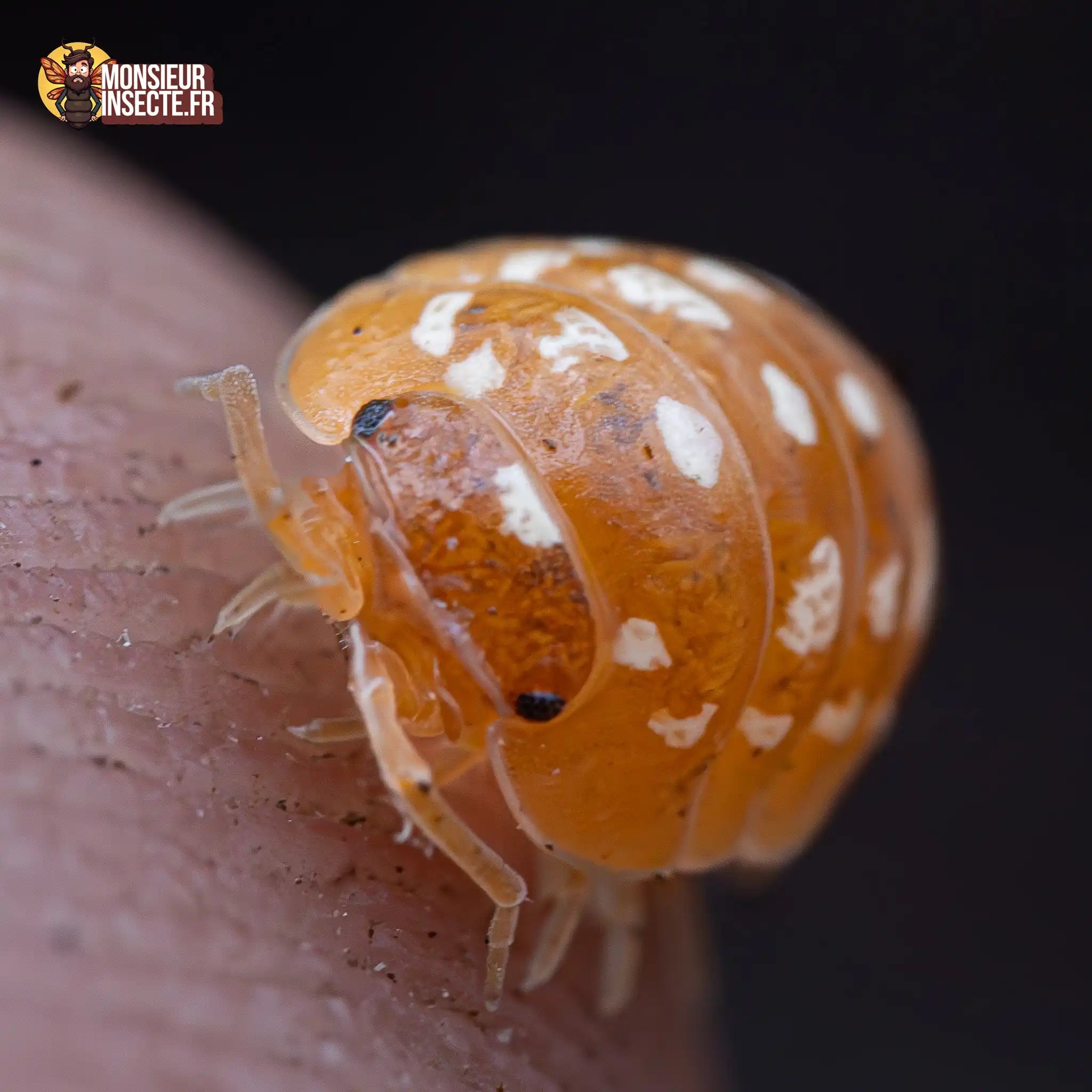 Cloporte Isopode | Armadillidium werneri Orange