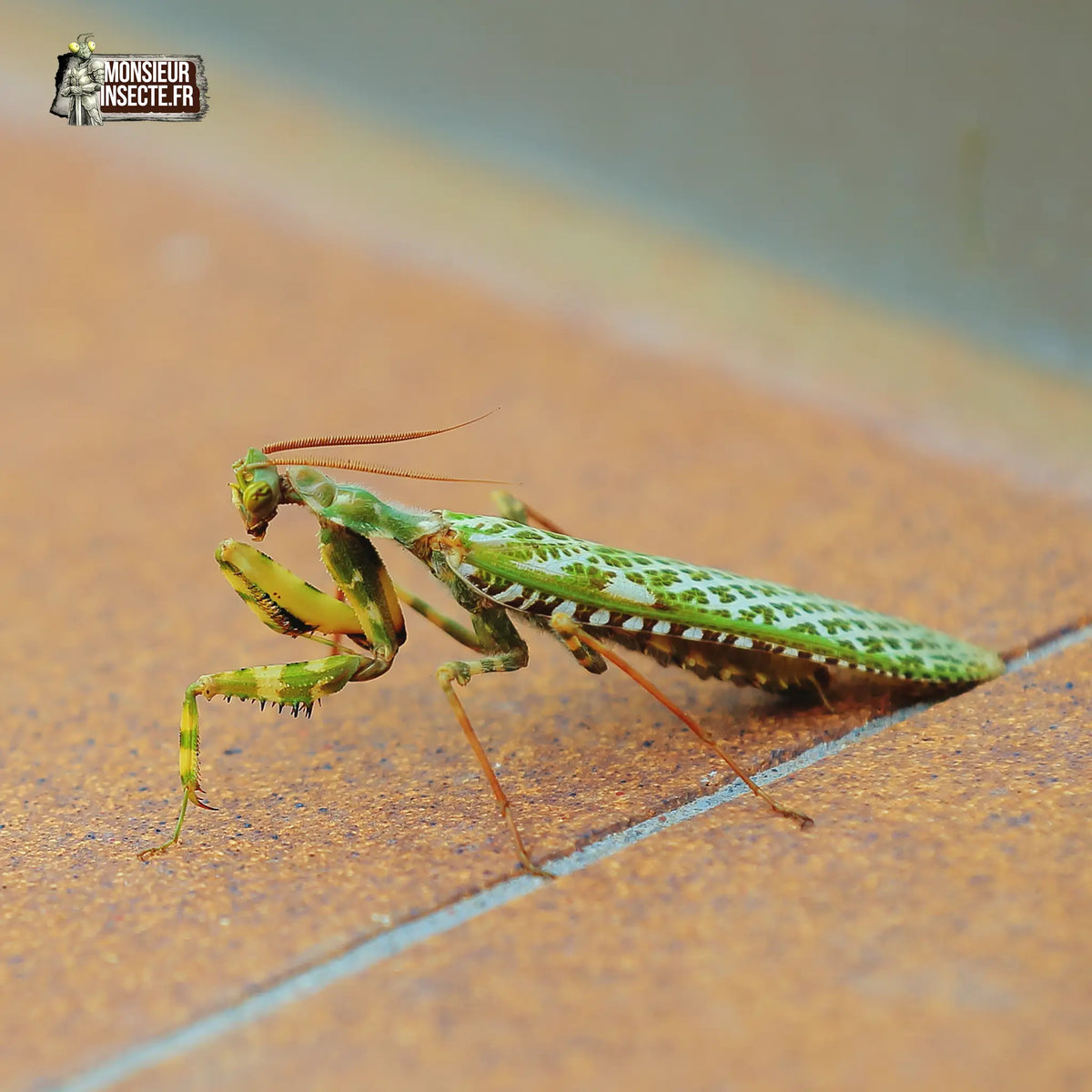 achat-blepharopsis-mendica-mante-mendiante-11