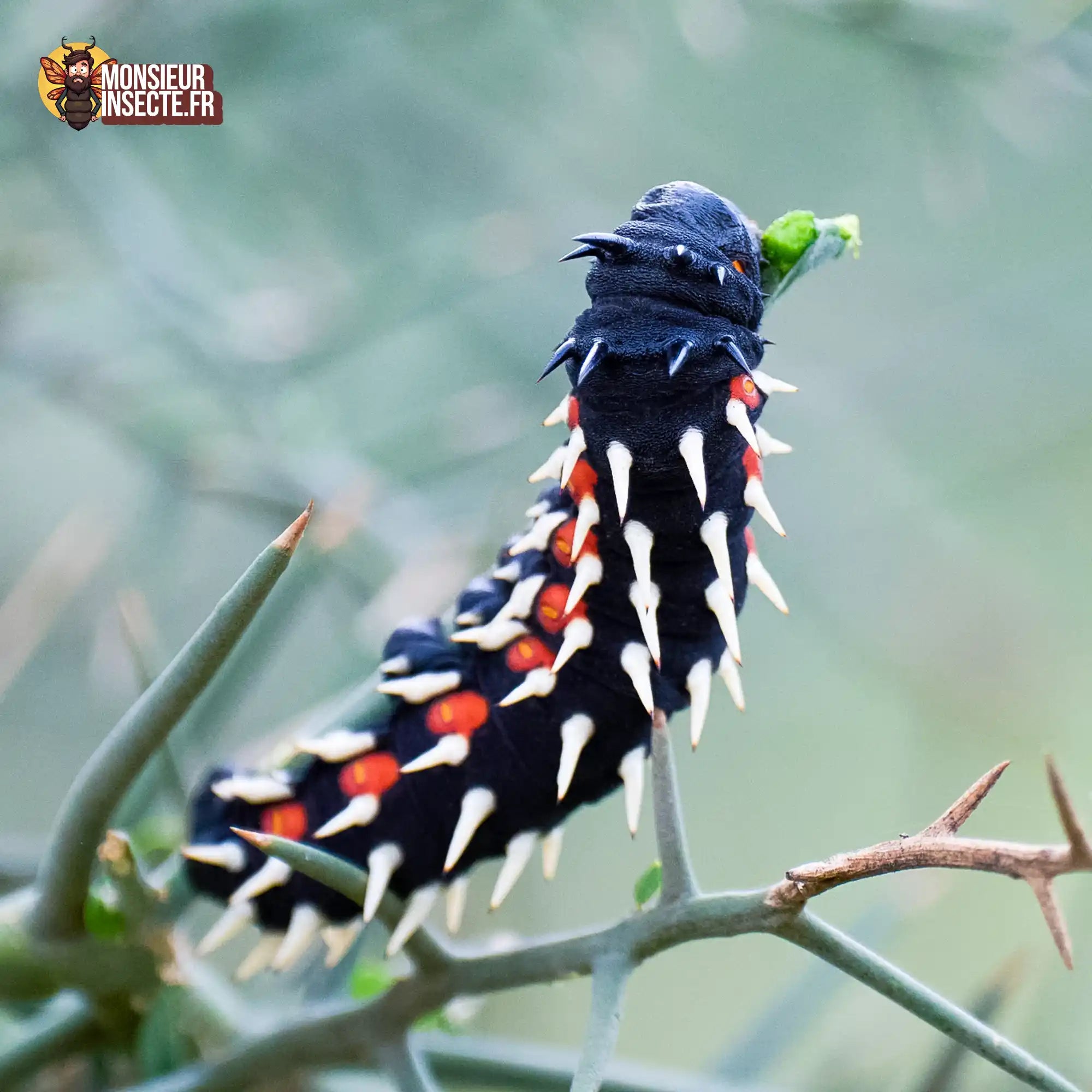 Chenille | Papillon géant (Bunaea Alcinoe)
