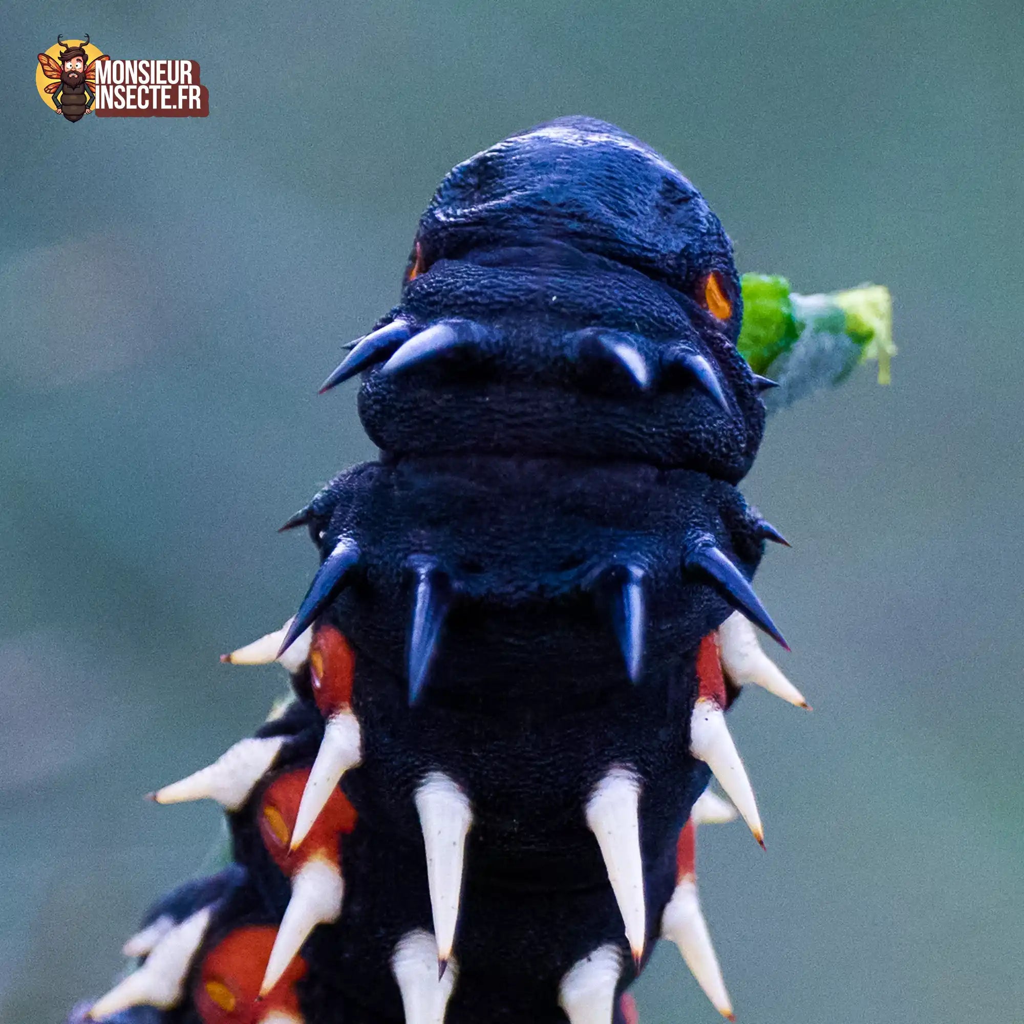 Chenille | Papillon géant (Bunaea Alcinoe)