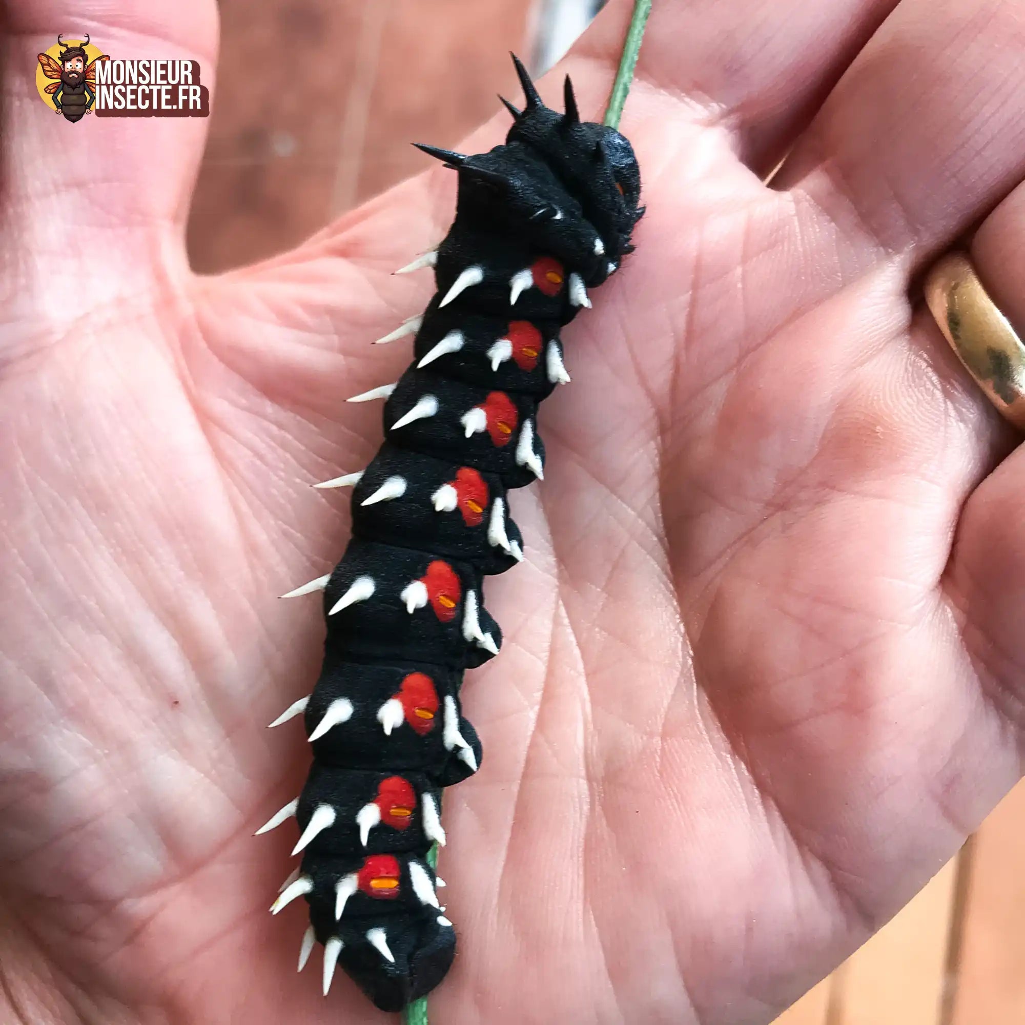 Chenille | Papillon géant (Bunaea Alcinoe)