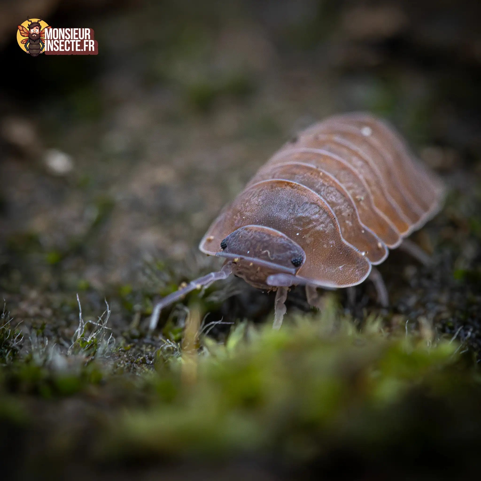 achat-caribodillo-martinicensis-2