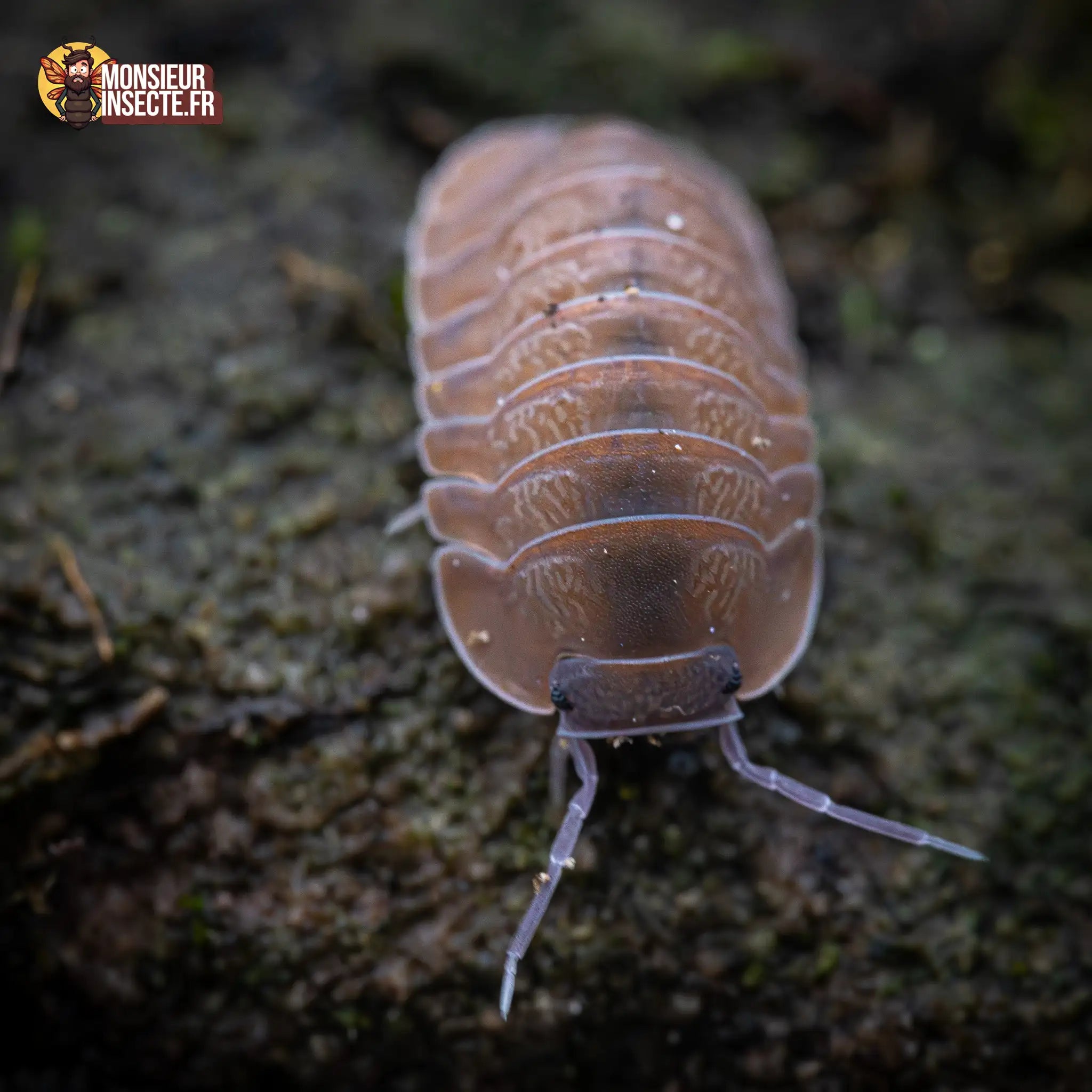 achat-caribodillo-martinicensis-5