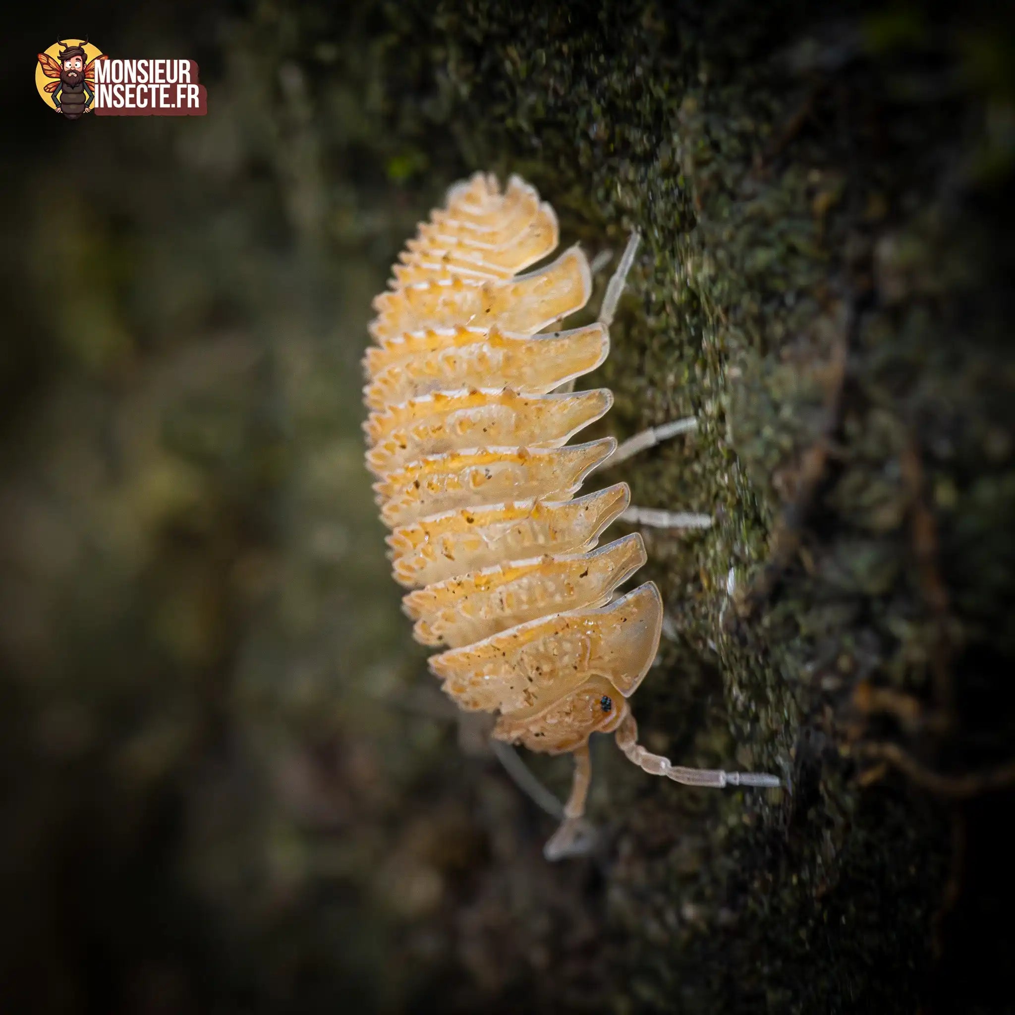 achat-cristarmadilidium-maculatum-33