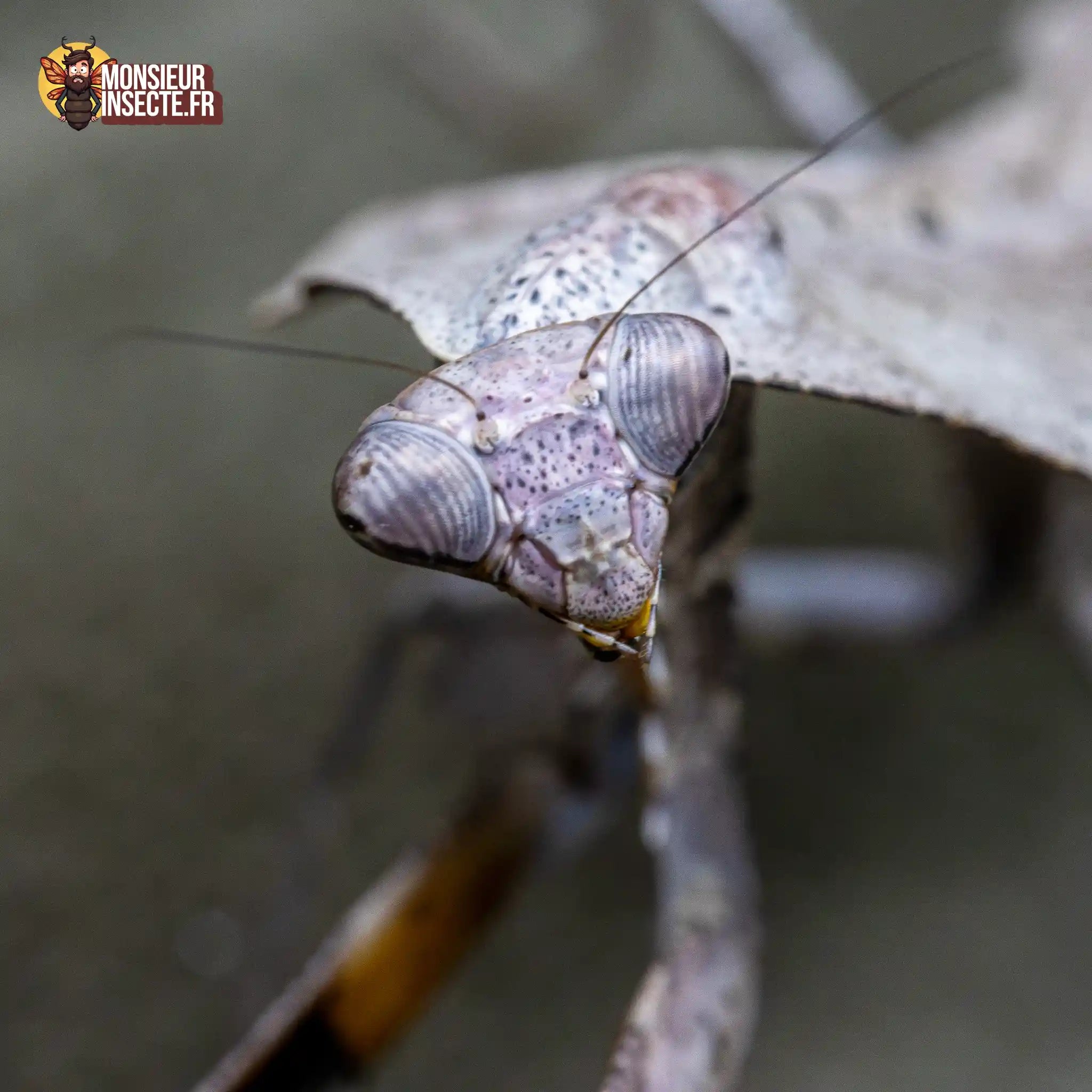 achat-deroplatys-lobata-10