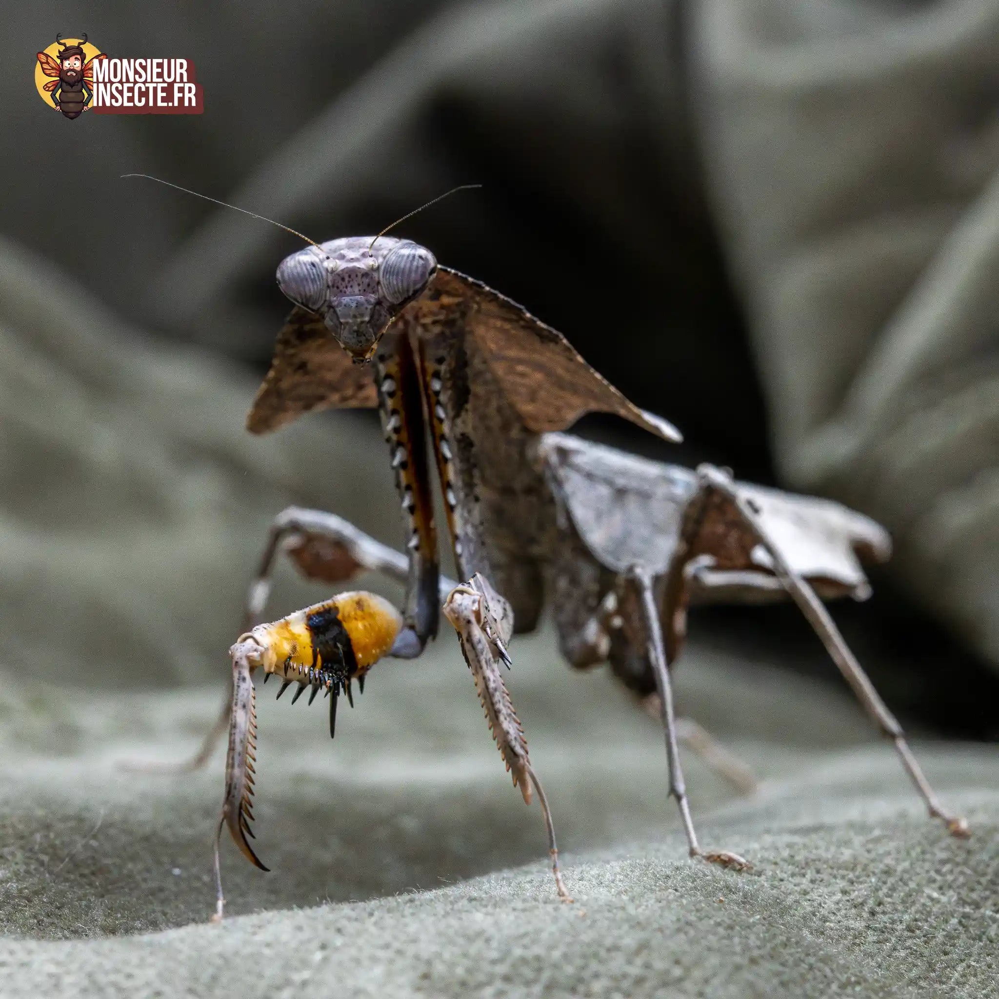 achat-deroplatys-lobata-11