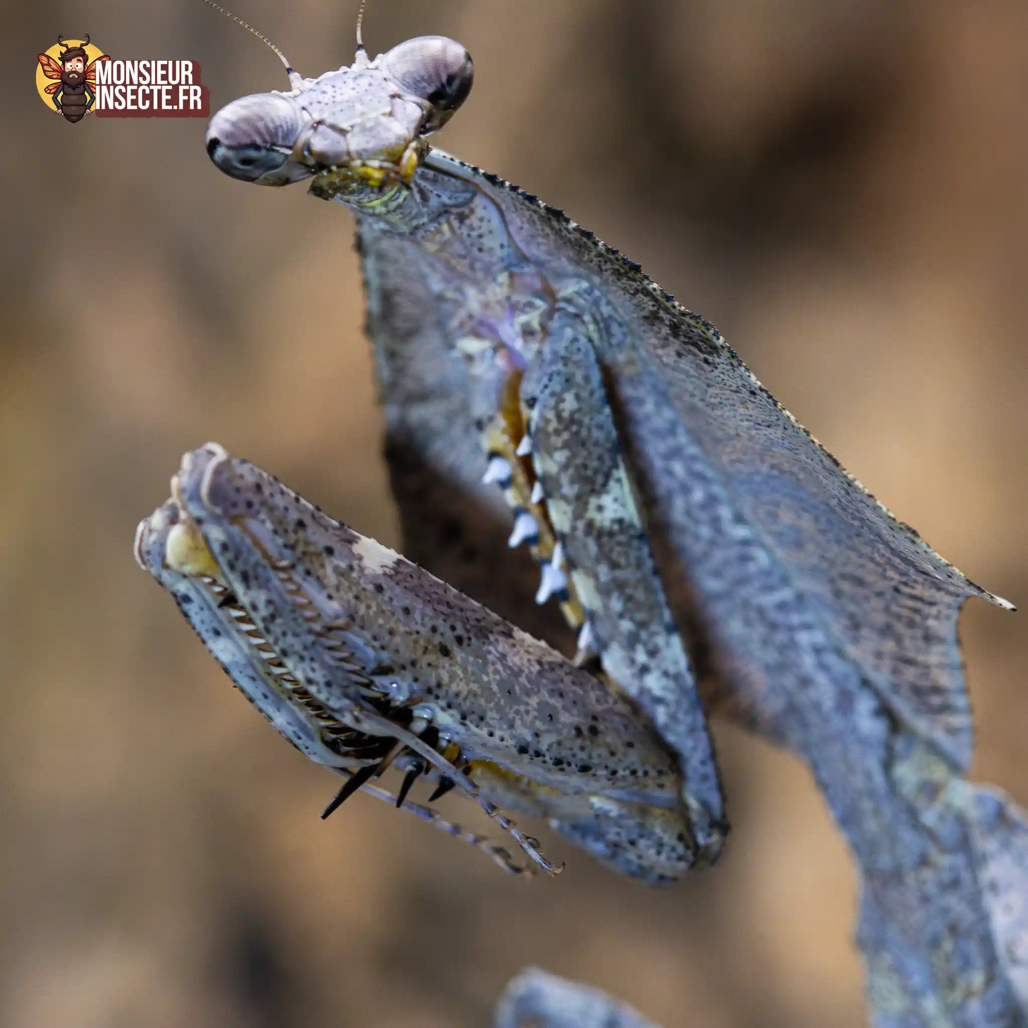 achat-deroplatys-lobata-3