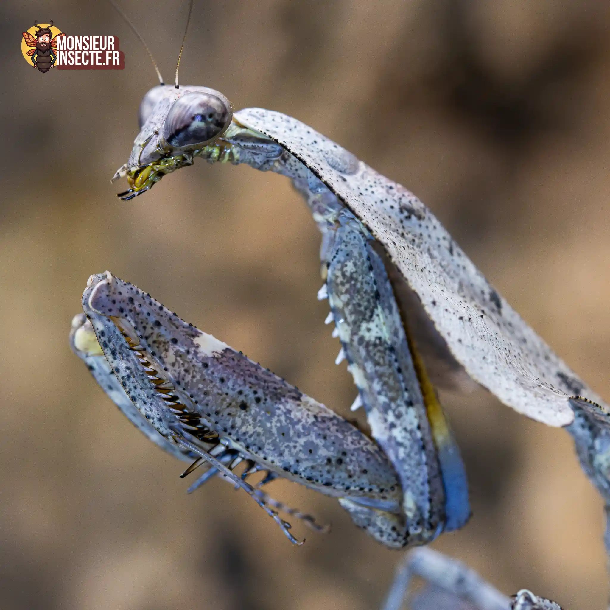 achat-deroplatys-lobata-4