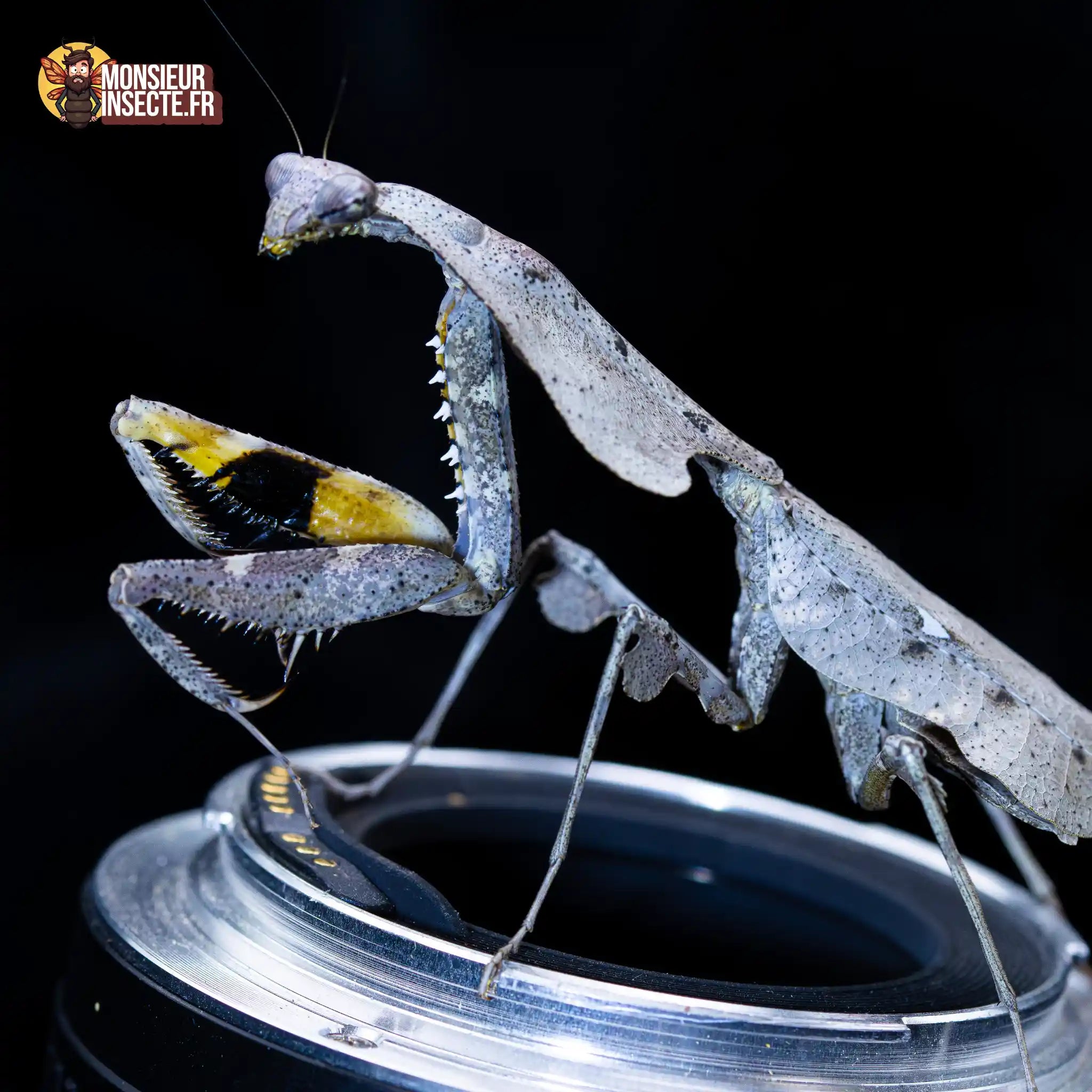 achat-deroplatys-lobata-6