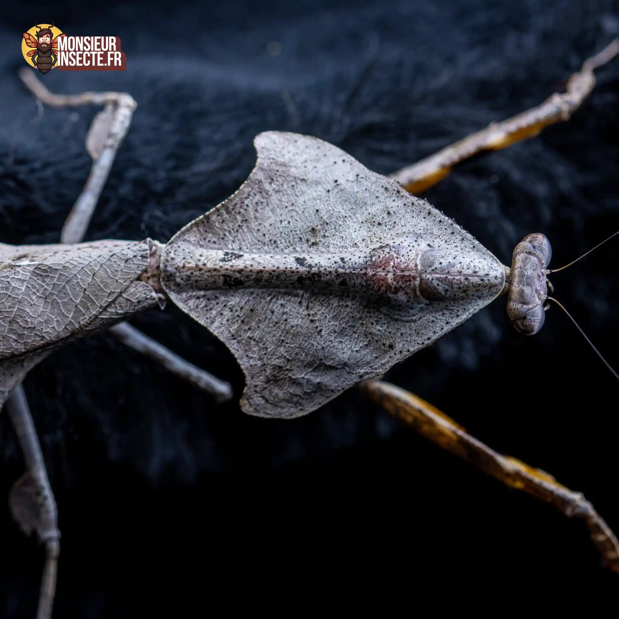 achat-deroplatys-lobata-7