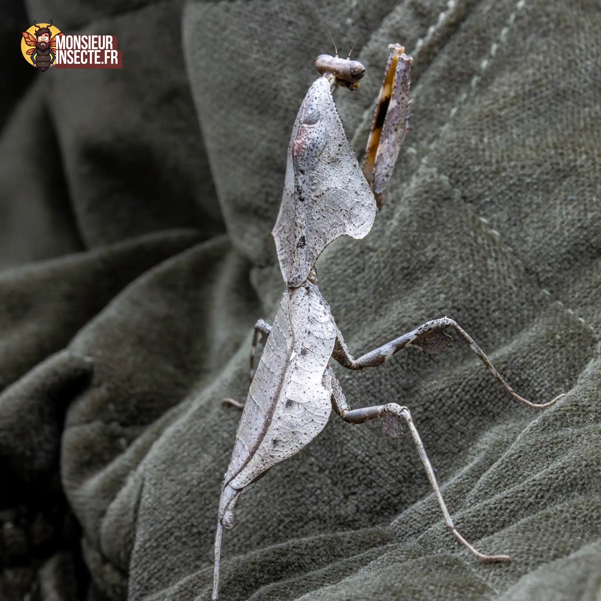 achat-deroplatys-lobata-9