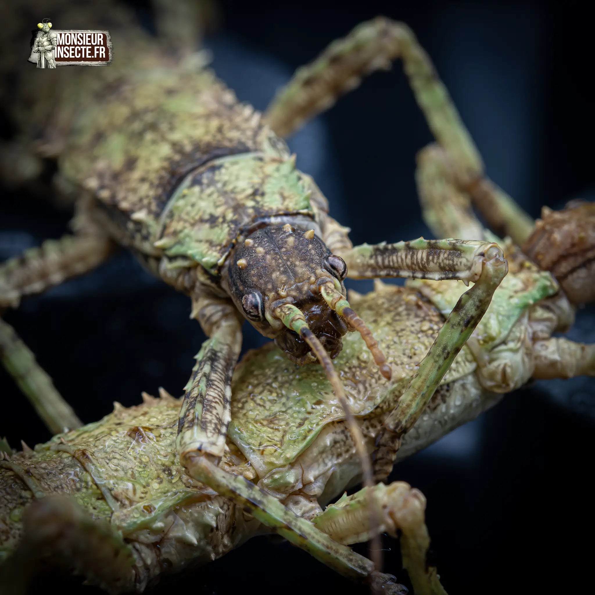 achat-eurycantha-calcarata-3