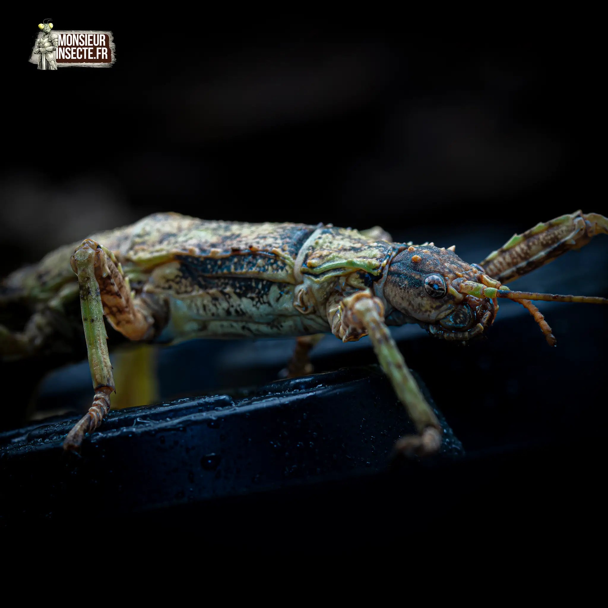 achat-eurycantha-calcarata-5