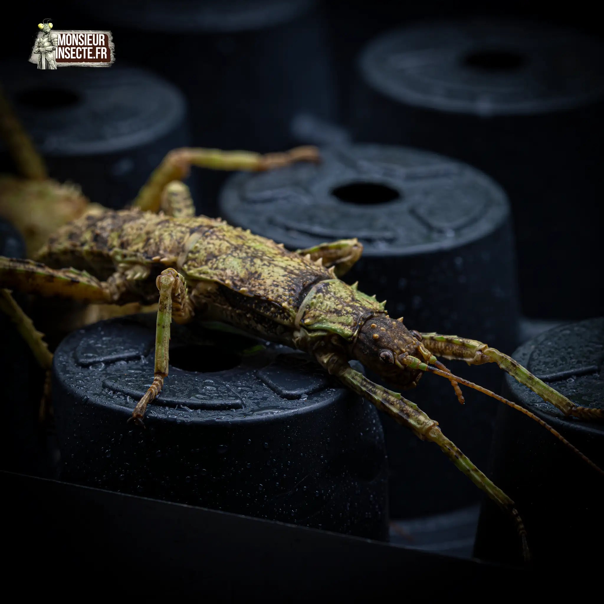 achat-eurycantha-calcarata-7