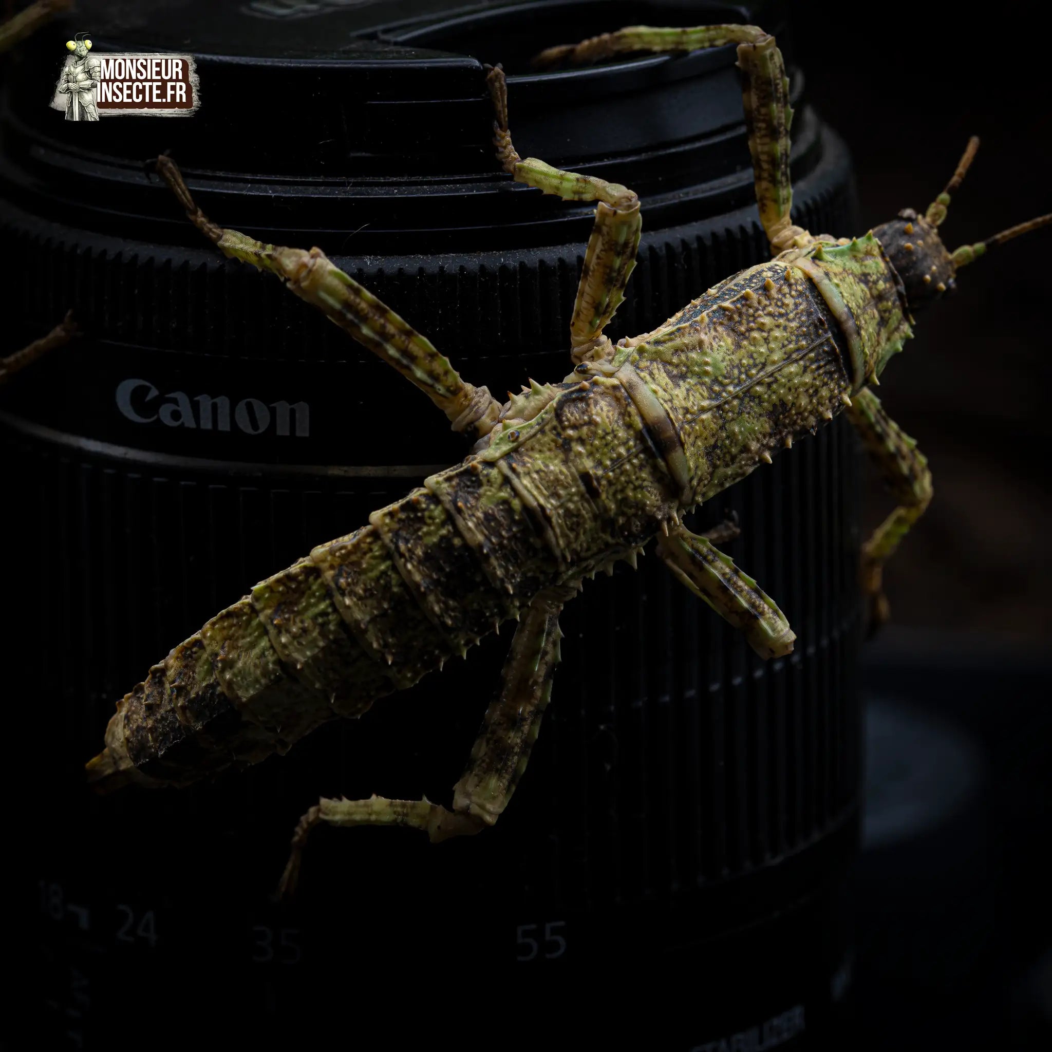 achat-eurycantha-calcarata-8