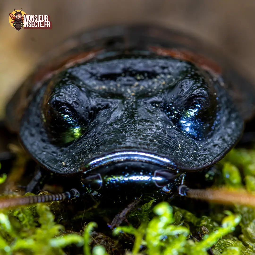 achat-gromphadorhina-portentosa-2