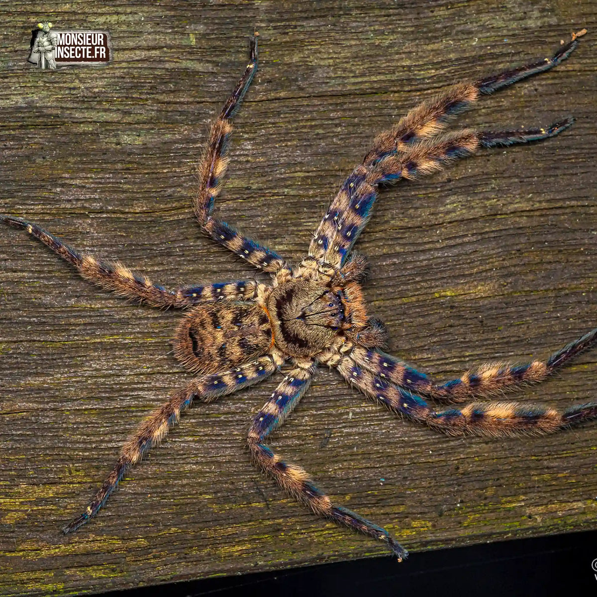 achat-heteropoda-lunula-1