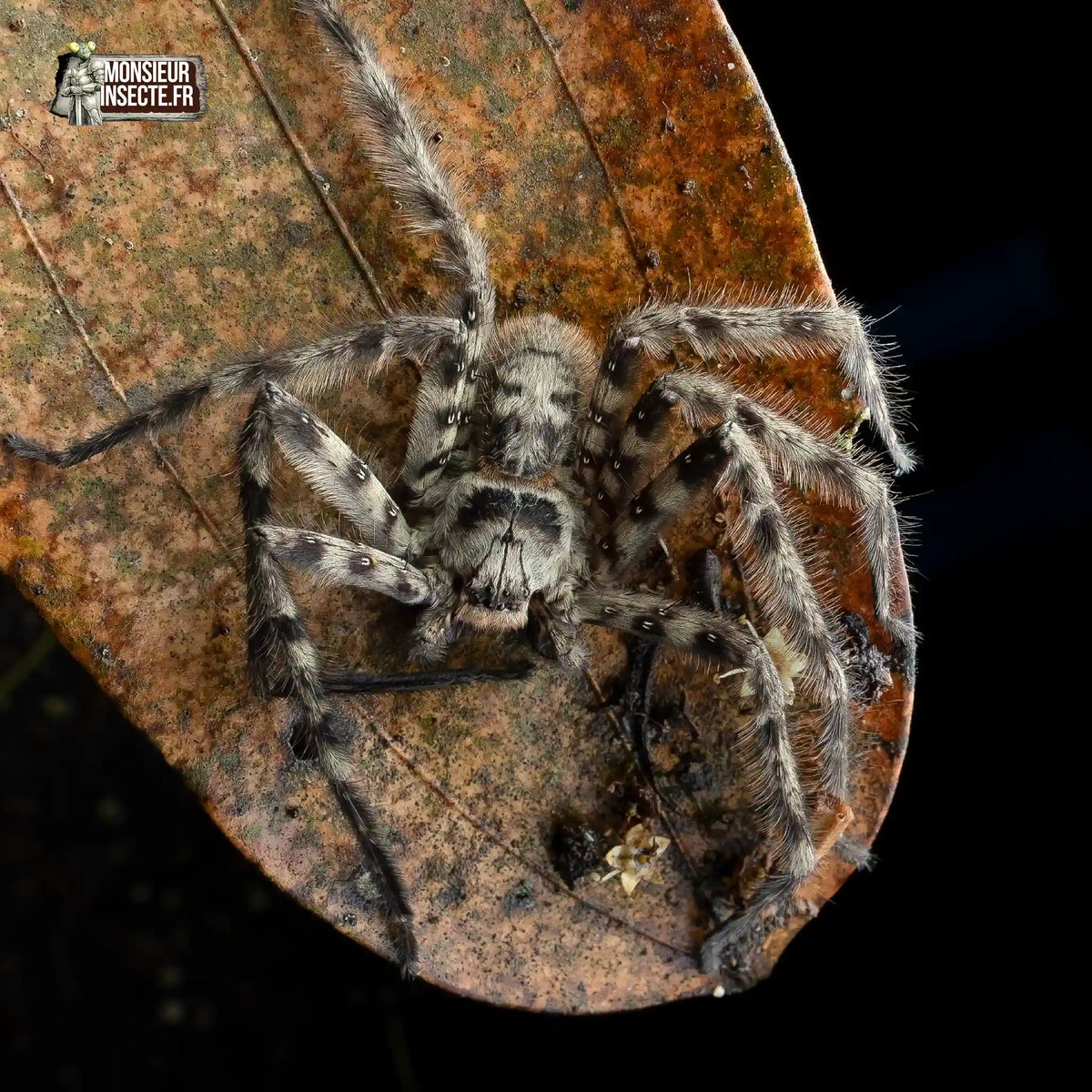 achat-heteropoda-lunula-14