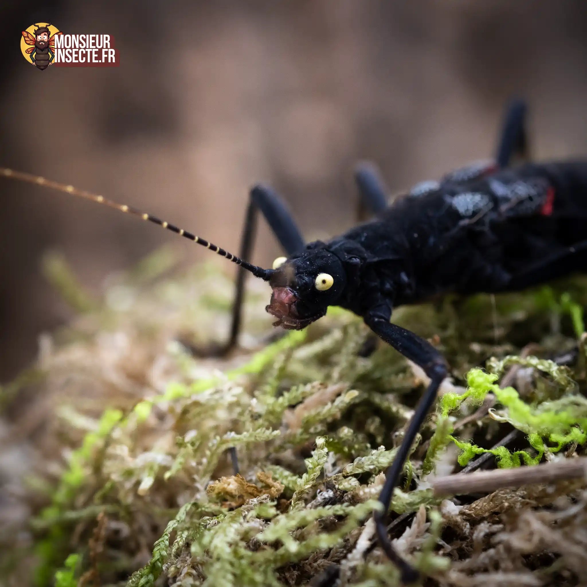Stick insect | Peruphasma schultei