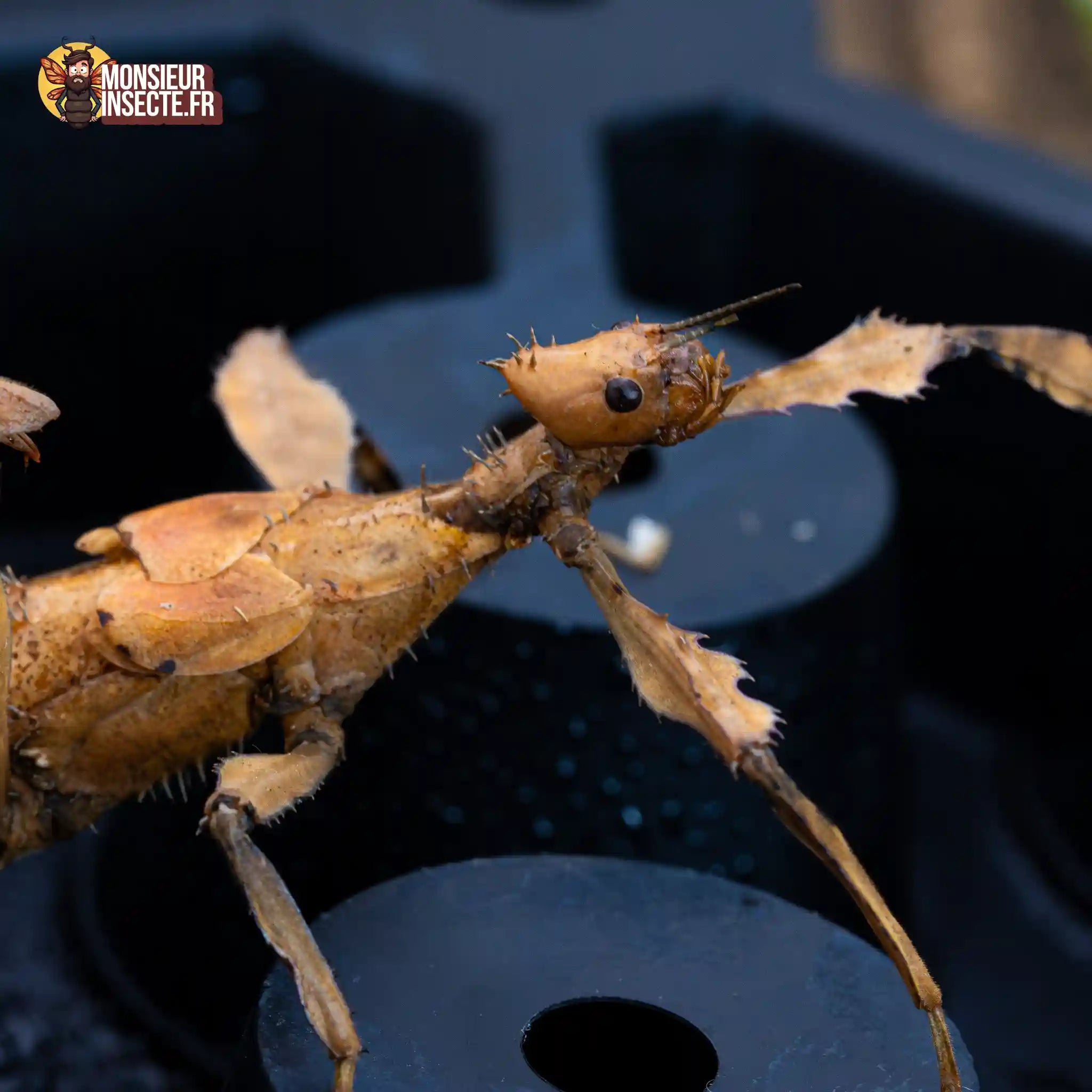 achat-phasme-scorpion-1