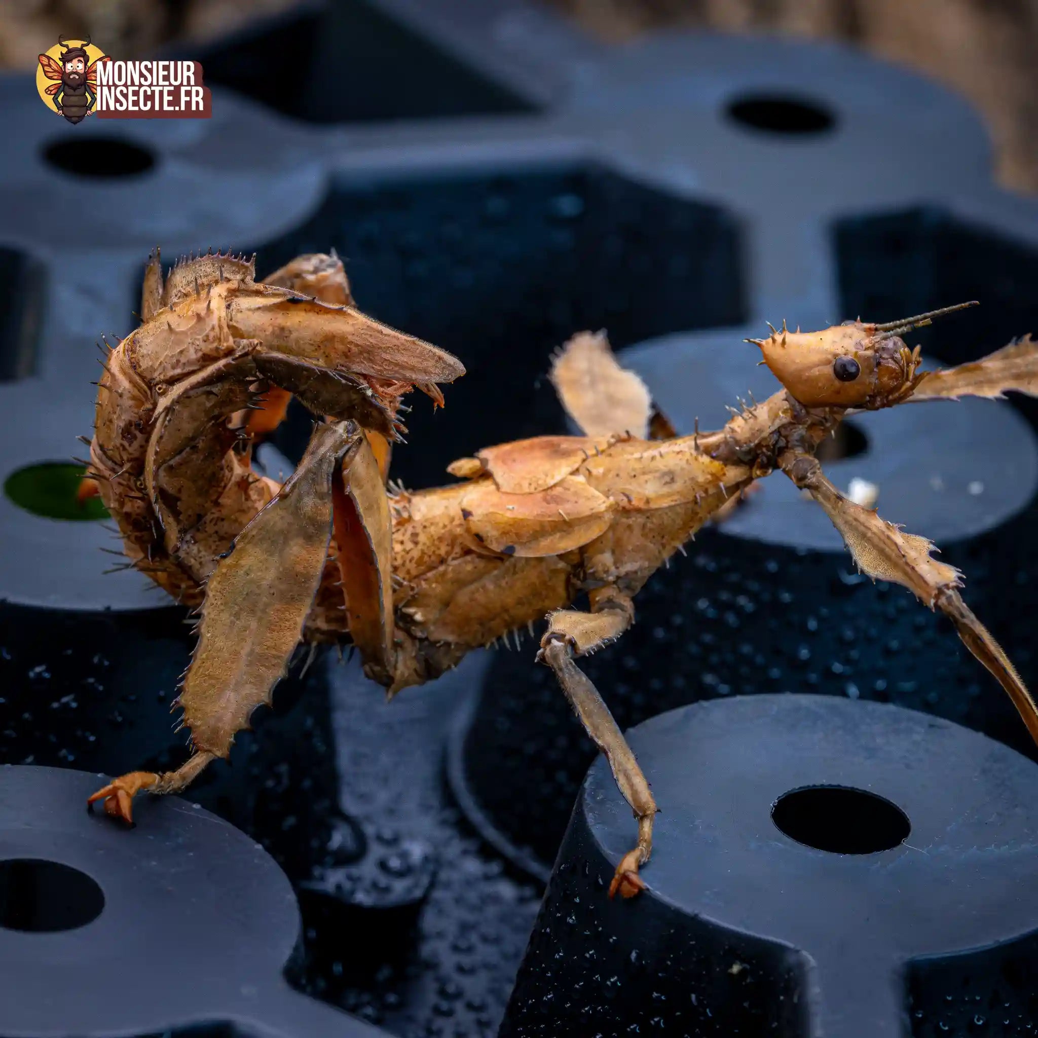 achat-phasme-scorpion-2